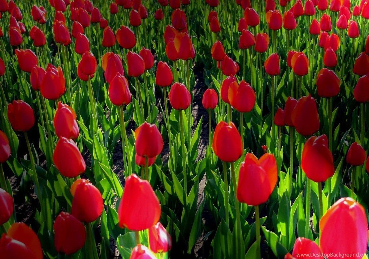 Campo di tulipani rossi, 1280x900 720p, Laptop