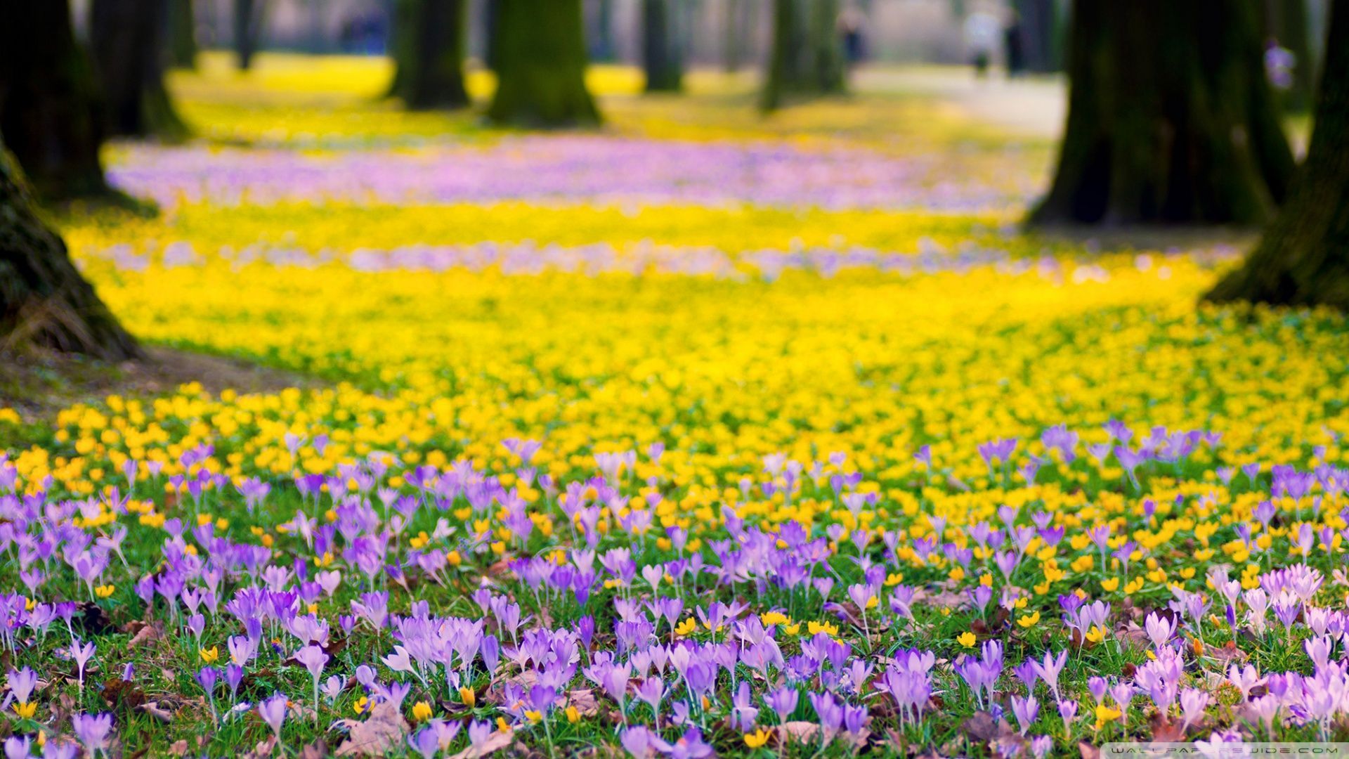 Prato di crochi primaverili, 1920x1080 Full HD, Desktop
