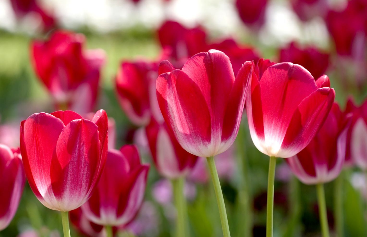 Tulipani rosa e rossi, 1528x987 720p, PC