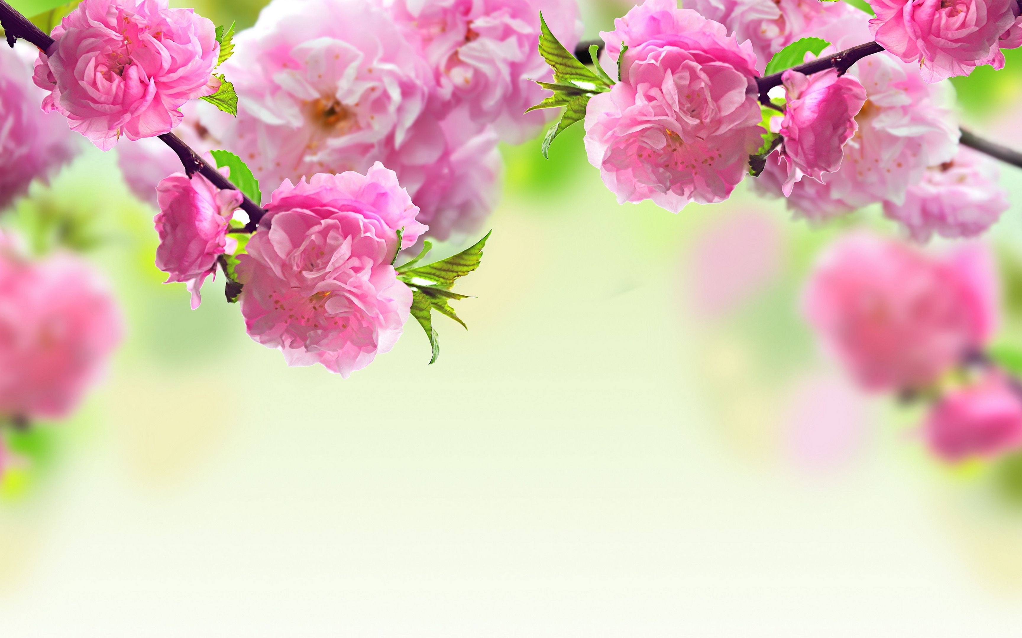 Rami fioriti rosa primavera, 3456x2160 2K+, Laptop