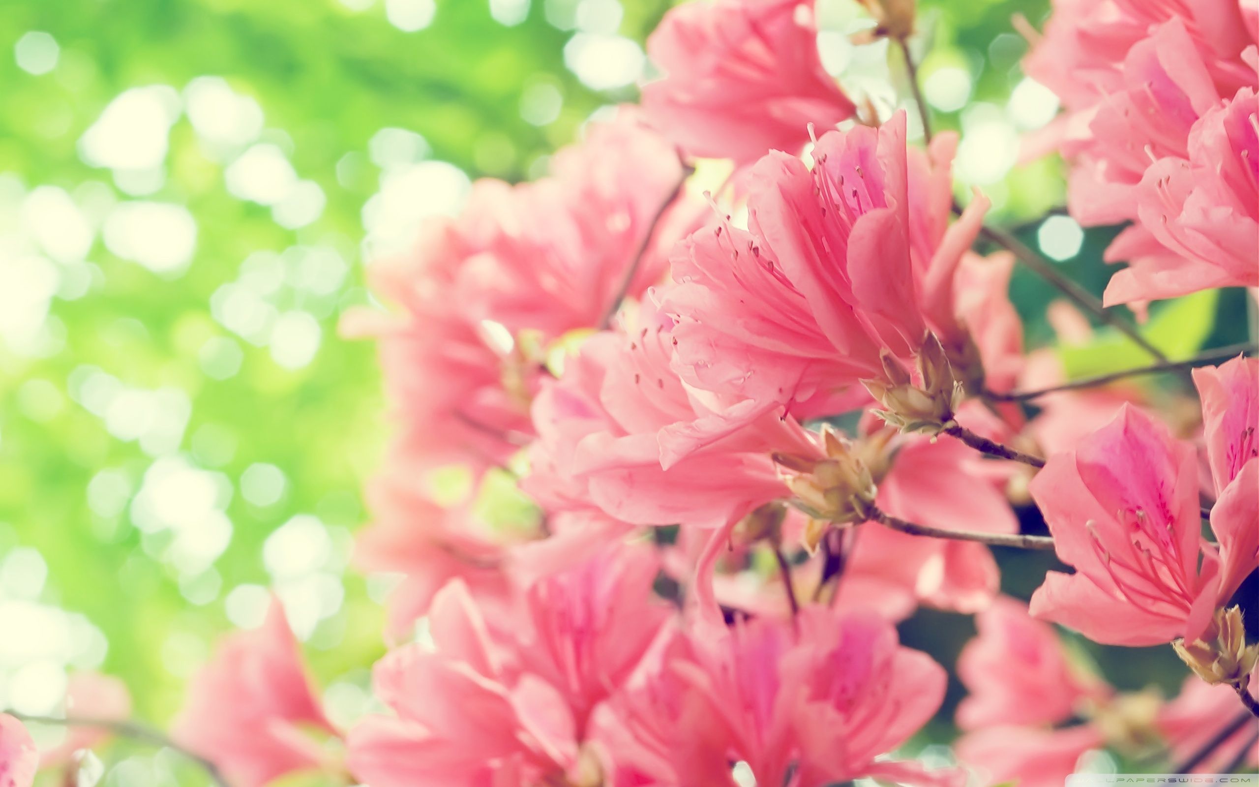 Fiori rosa primaverili sfocati, 2560x1600 2K, MacBook Pro