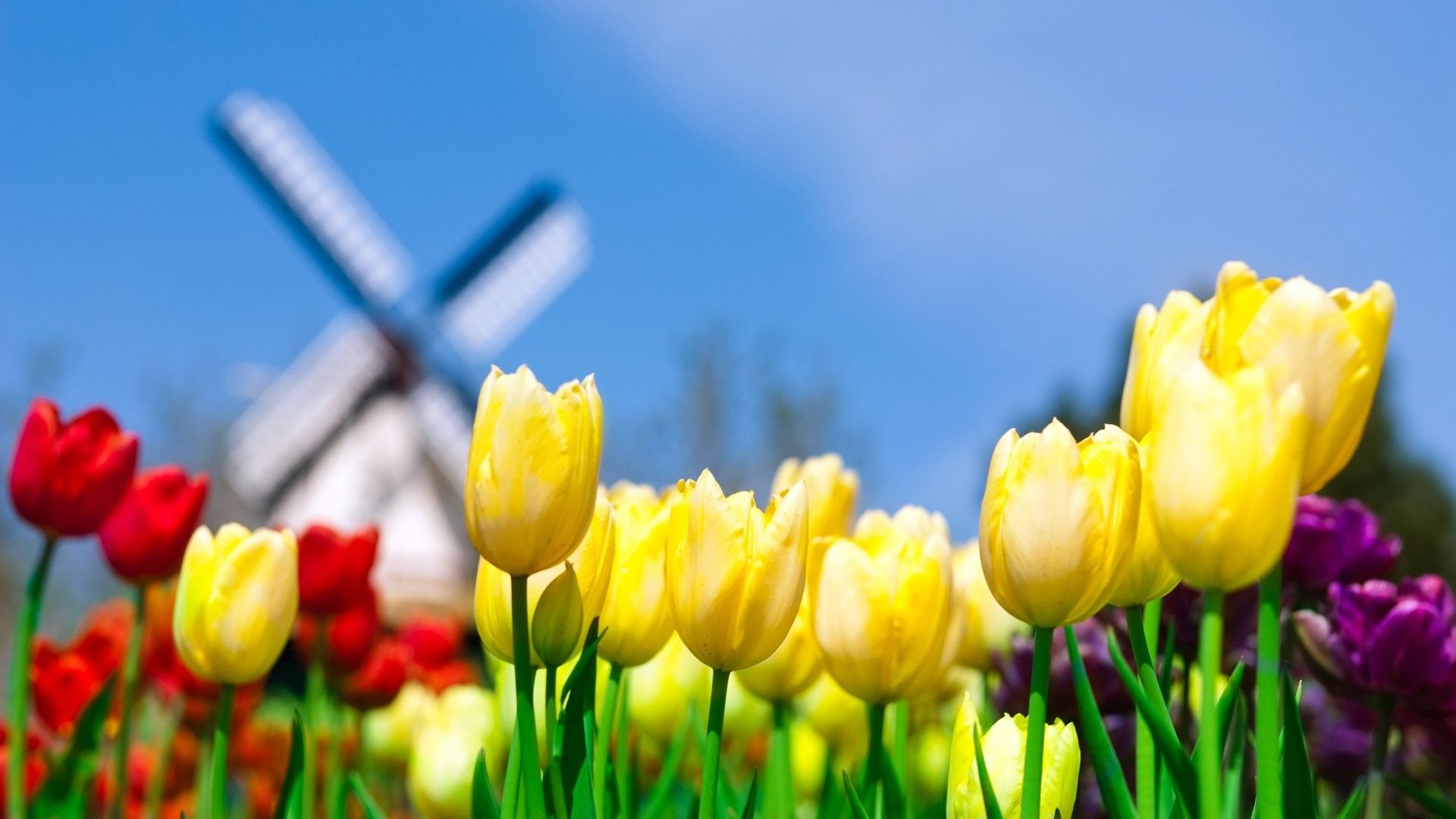 Tulipani colorati con mulino a vento, 1920x1080 1080p, Desktop