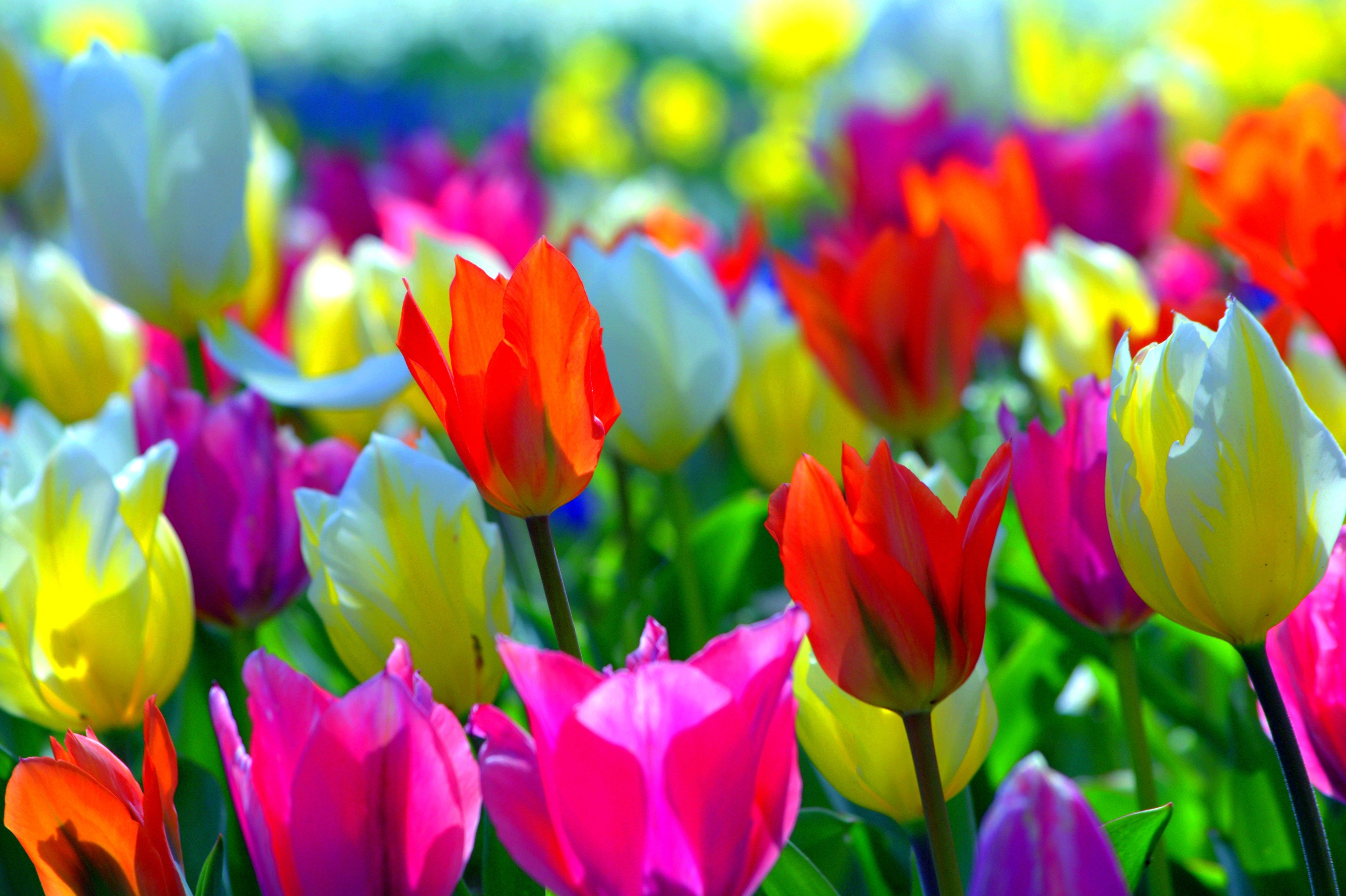 Tulipani colorati campo primaverile, 4202x2799 4K, Desktop 4K
