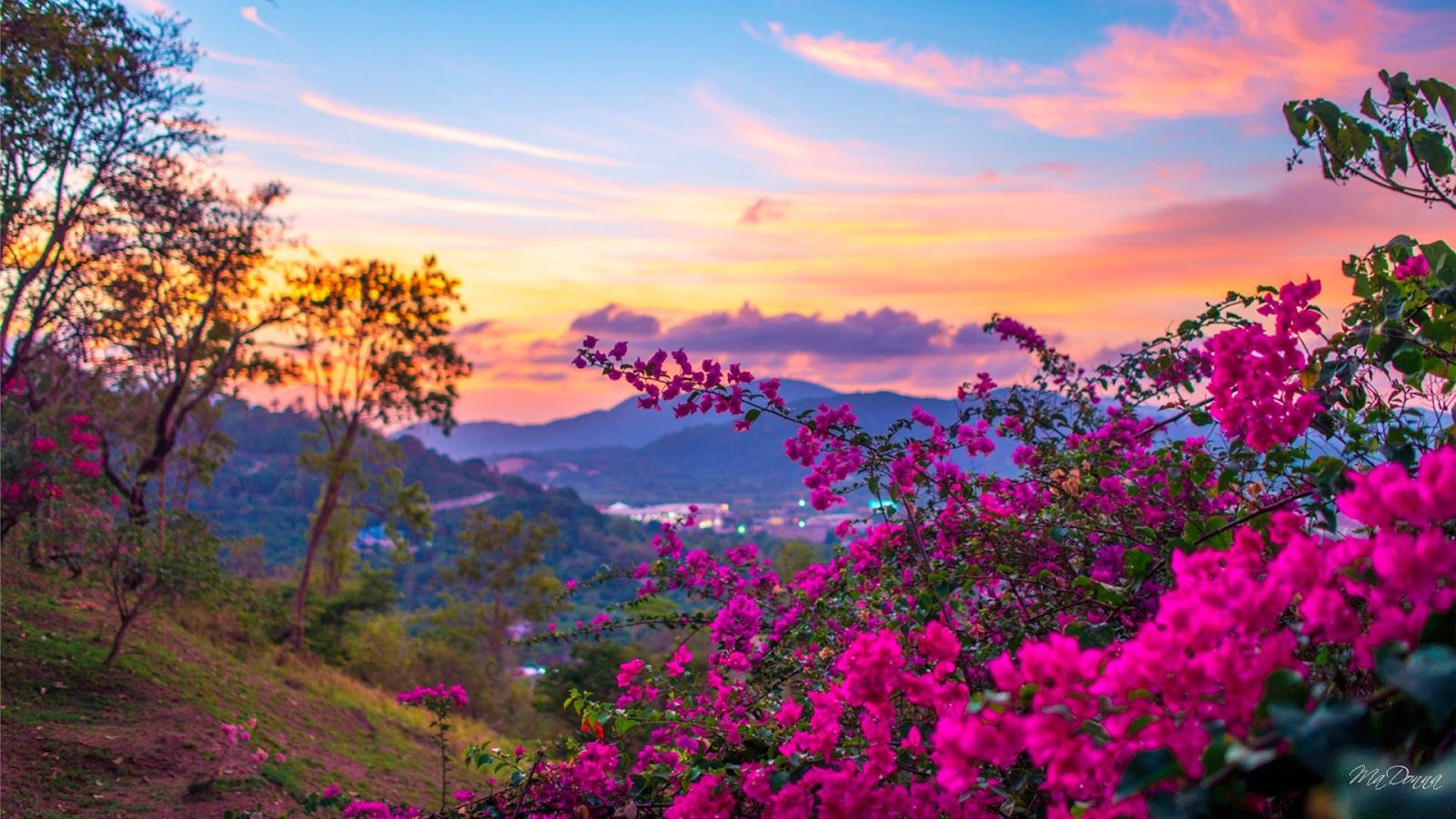 Fiori rosa tramonto montagne, 1600x900 HD Ready, PC