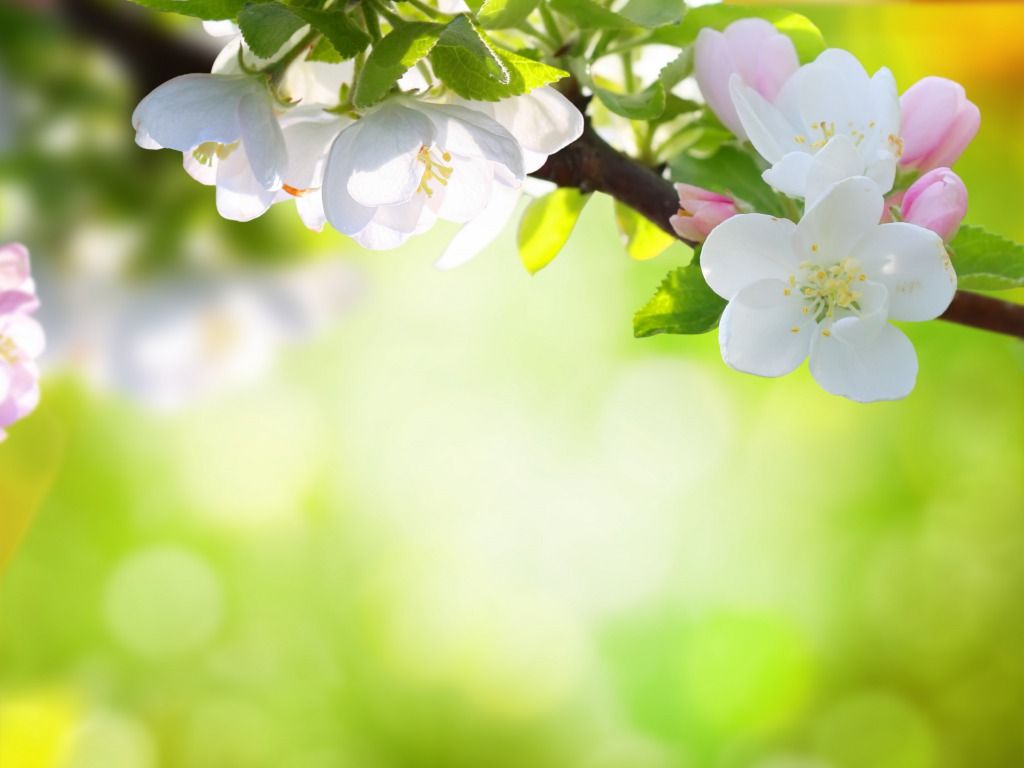Fiori di melo su ramo, 1024x768 HD, Desktop