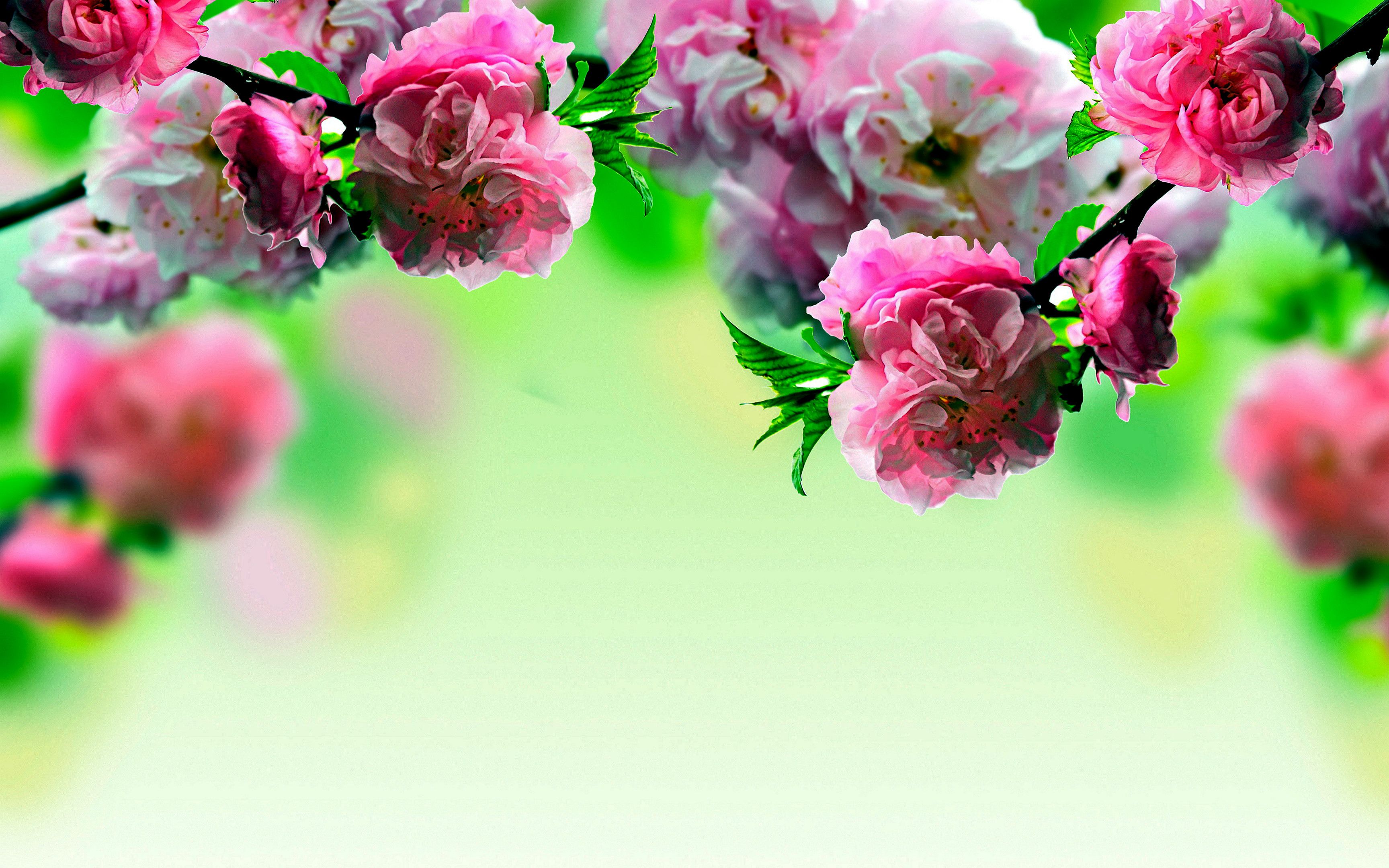 Fiori rosa primaverili su verde, 3456x2160 WQXGA, Monitor Gaming