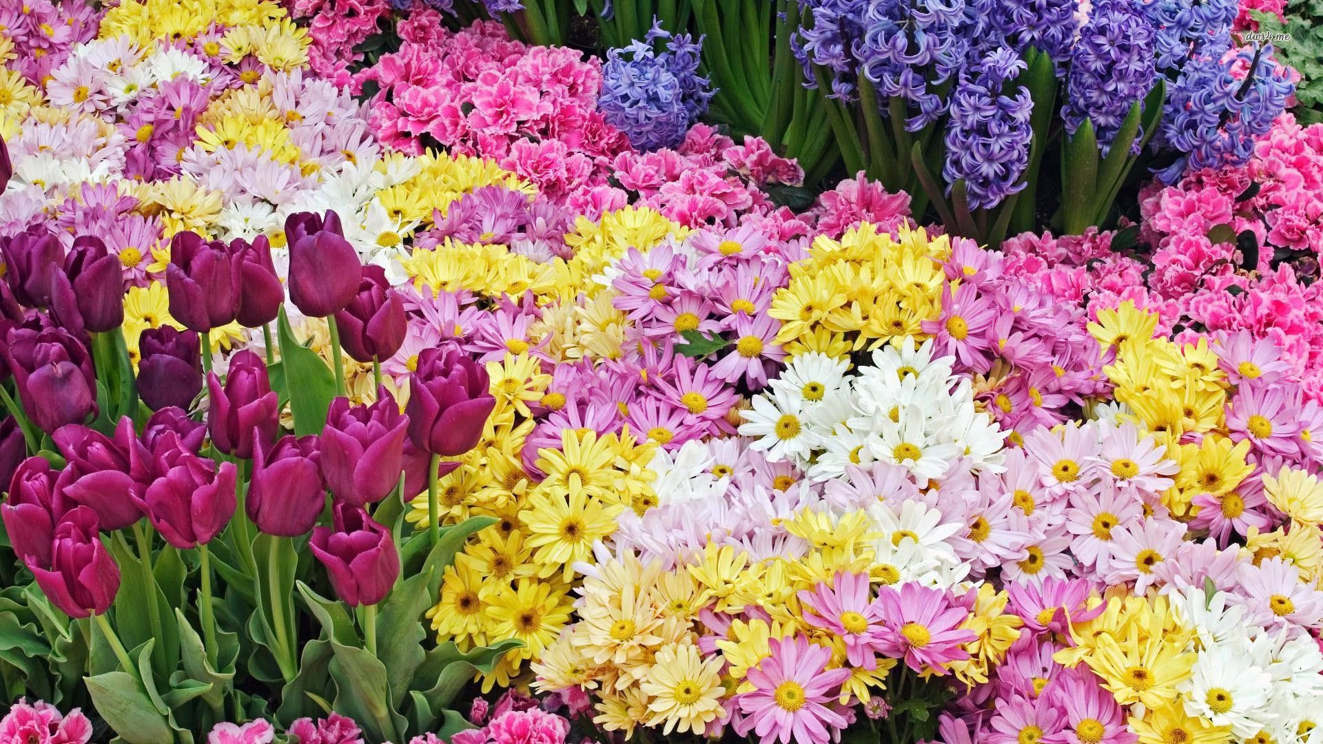 Fiori primaverili colorati, 1920x1080 Full HD 1080p, Desktop