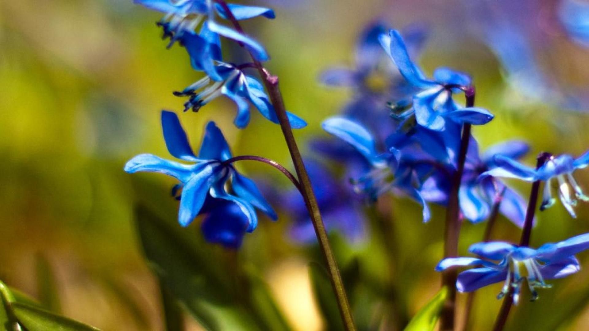 Fiori blu di primavera, 1920x1080 1080p, Desktop