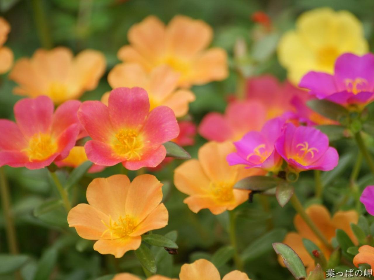 Fiori colorati primavera, 1280x960 720p, Acer Nitro