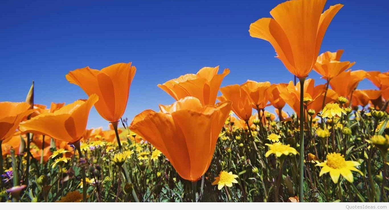 Papaveri arancioni campo primaverile, 1366x736 HD, Desktop