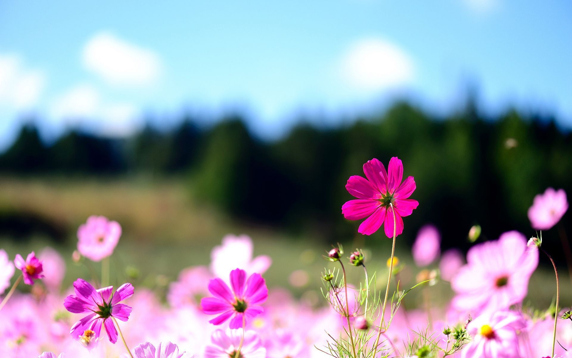 Fiori di cosmea rosa, 1920x1200 WUXGA, Laptop