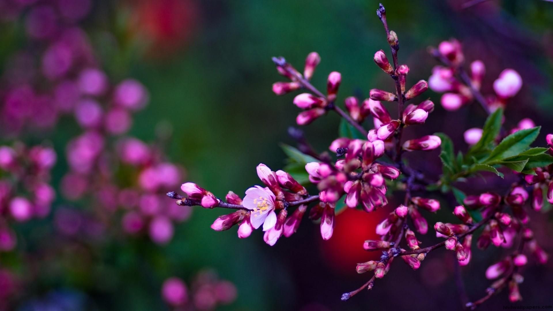 Fiori rosa di primavera, 1920x1080 Full HD, Laptop