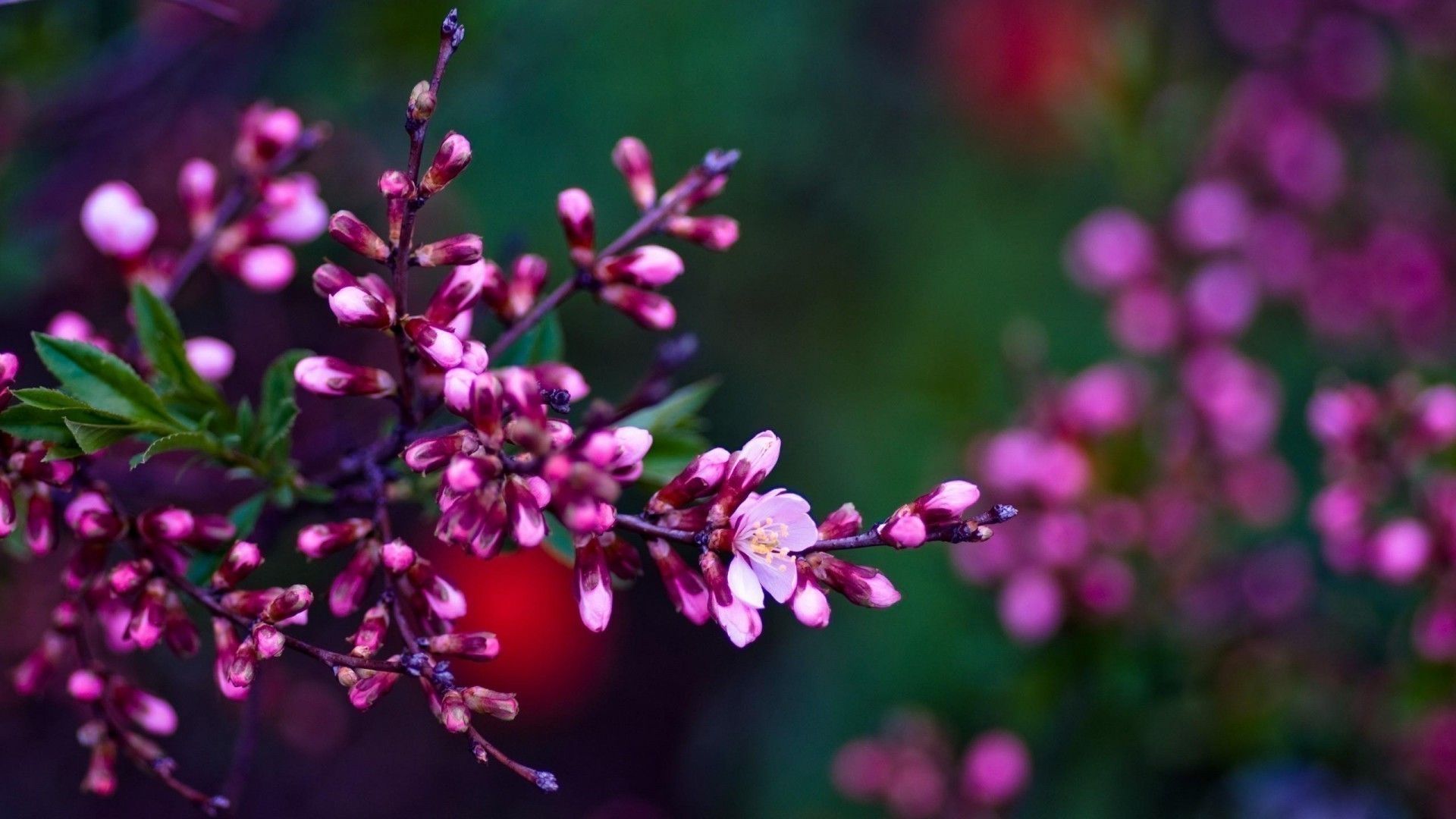 Fiori di primavera rosa, 1920x1080 Full HD 1080p, Desktop