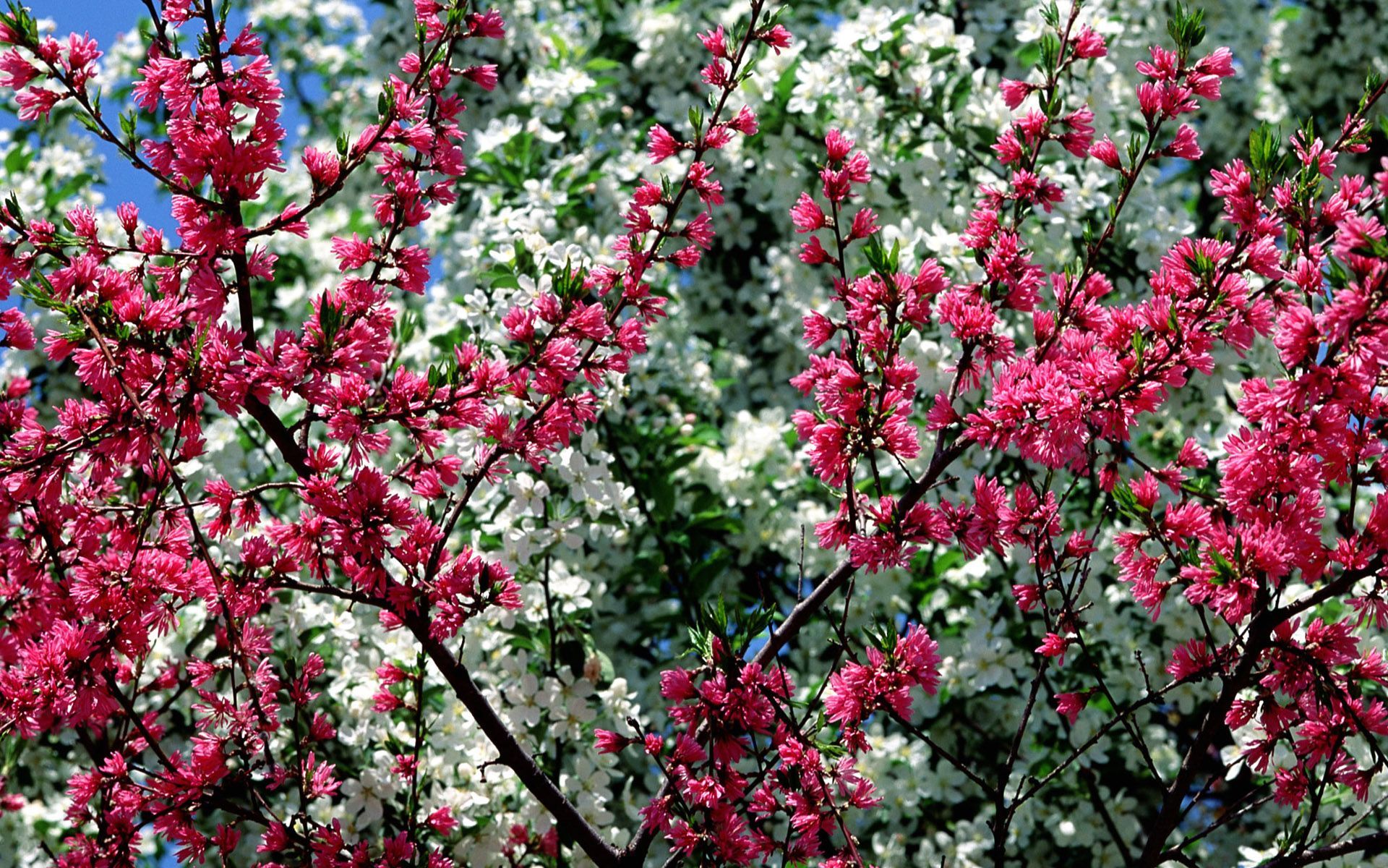 Fiori rosa e bianchi primaverili, 1920x1200 Full HD+, PC