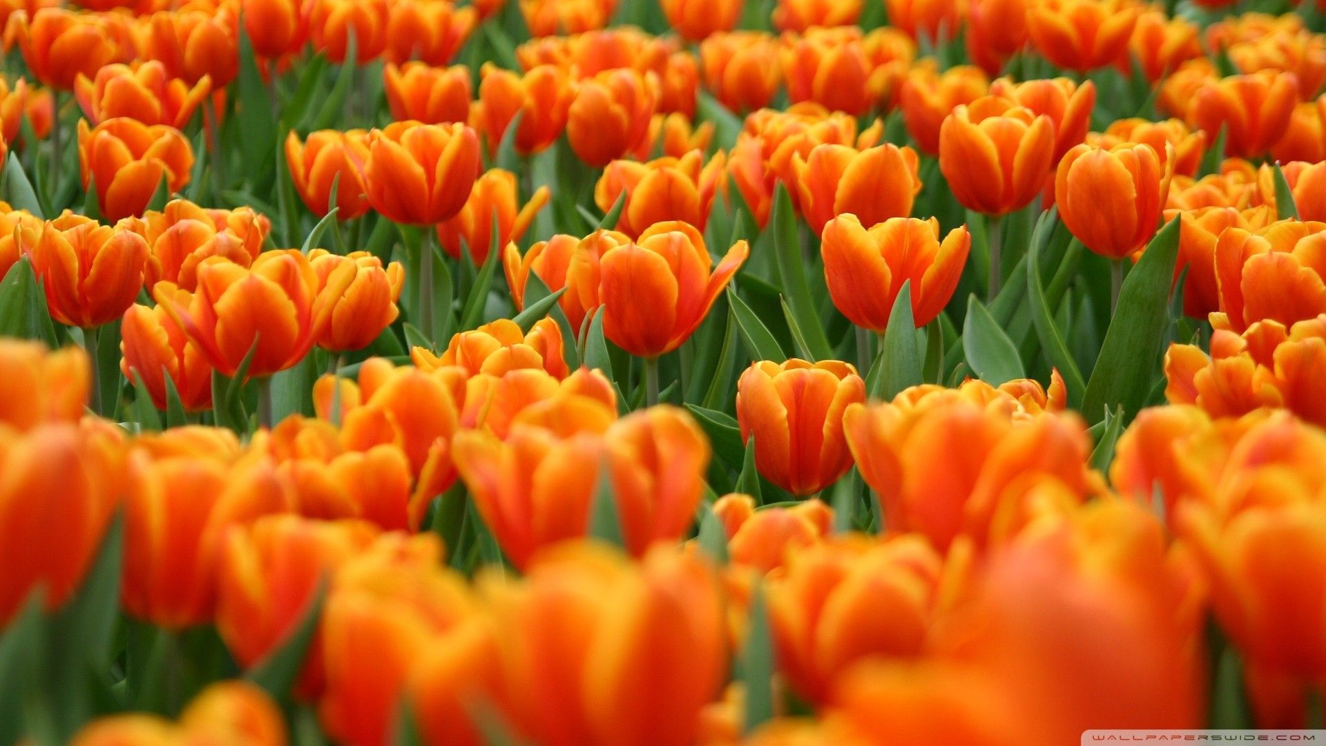 Campo di tulipani arancioni, 1920x1080 Full HD 1080p, Laptop