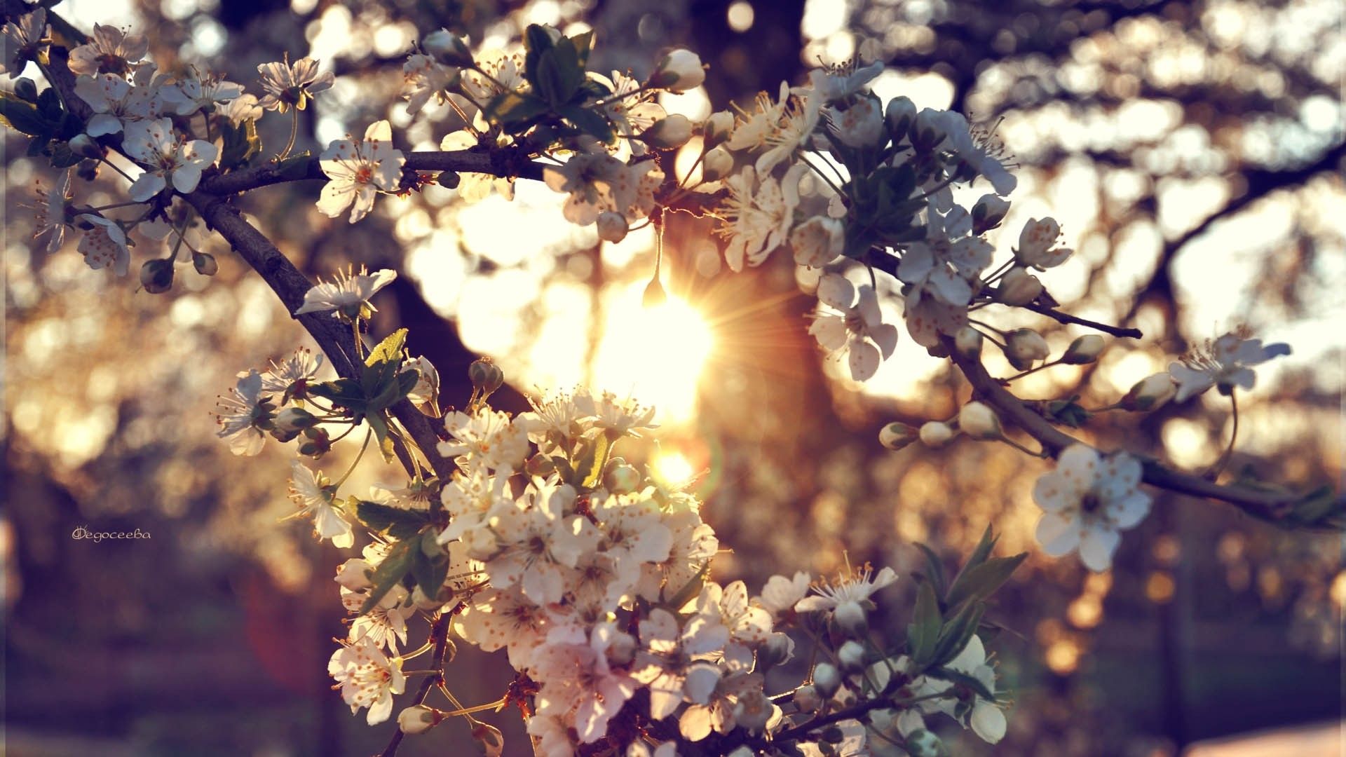 Fiori di ciliegio al tramonto, 1920x1080 1080p, Laptop