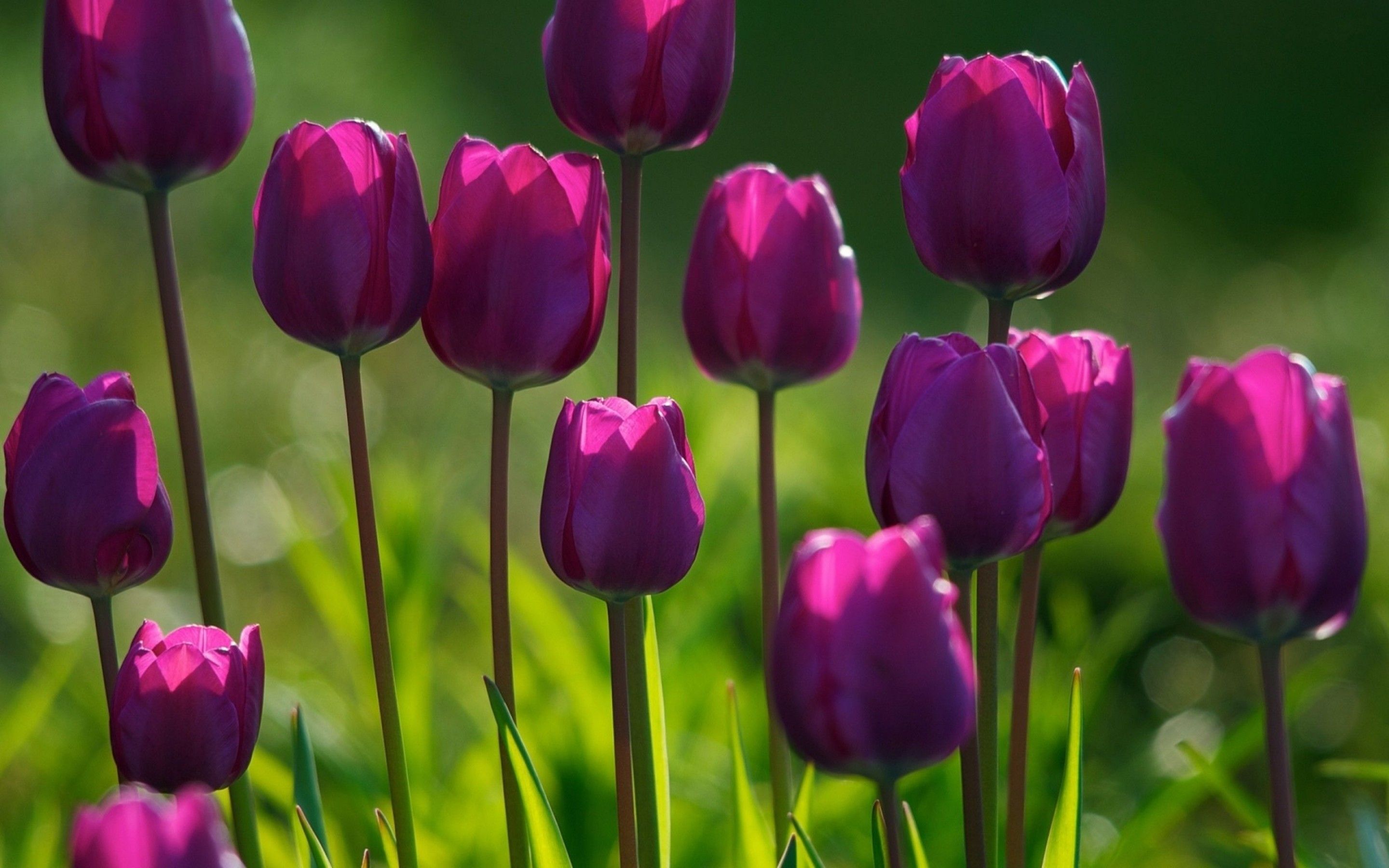 Tulipani viola primaverili, 2880x1800 2K+, PC