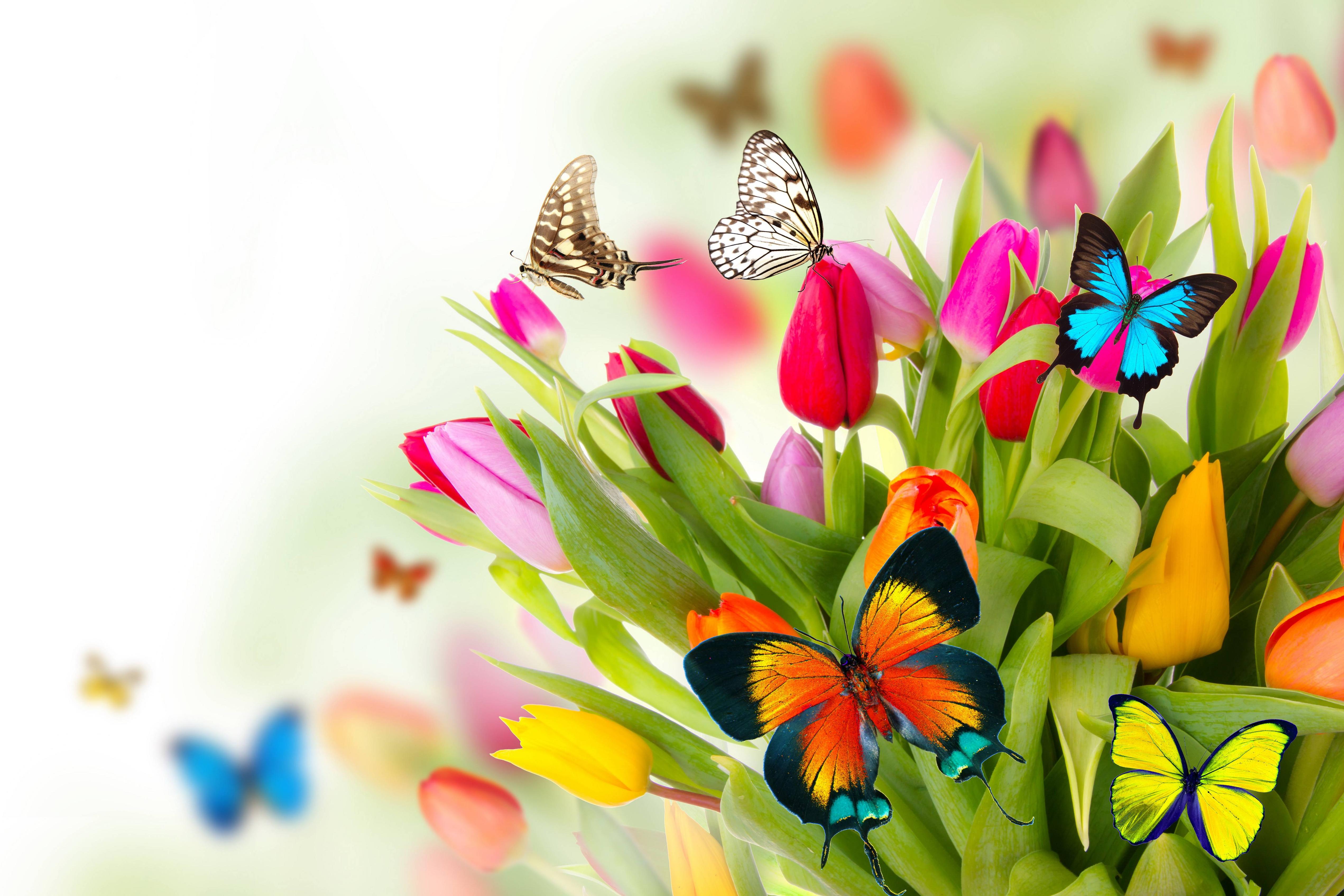 Tulipani colorati con farfalle, 5085x3390 4K Ultra HD, Monitor 4K