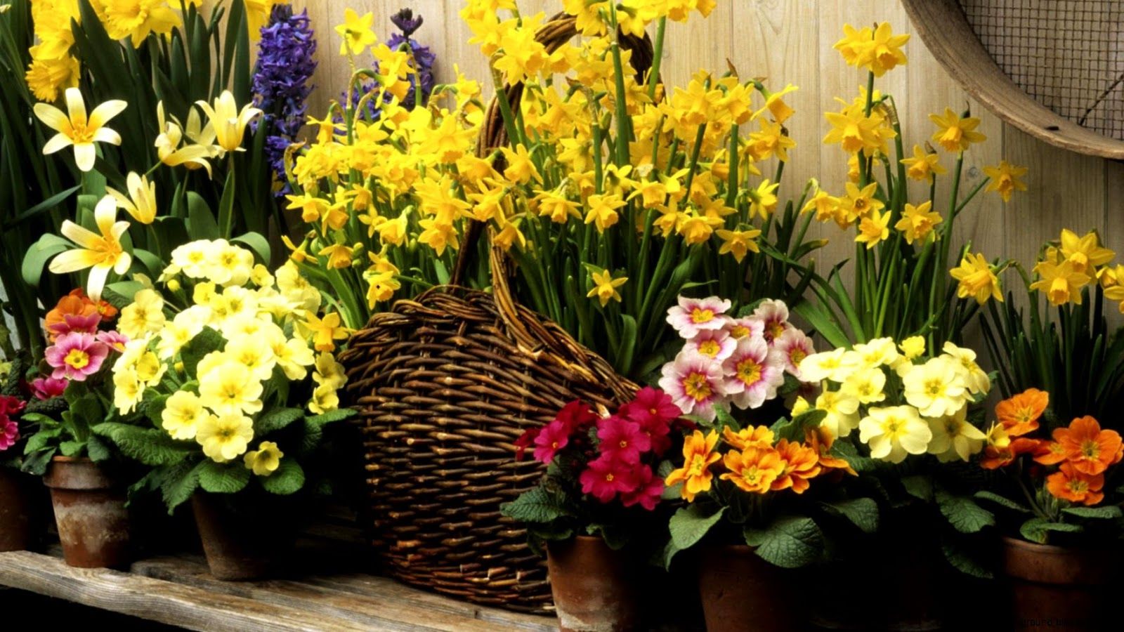 Fiori primaverili gialli in vasi, 1600x900 HD, iMac