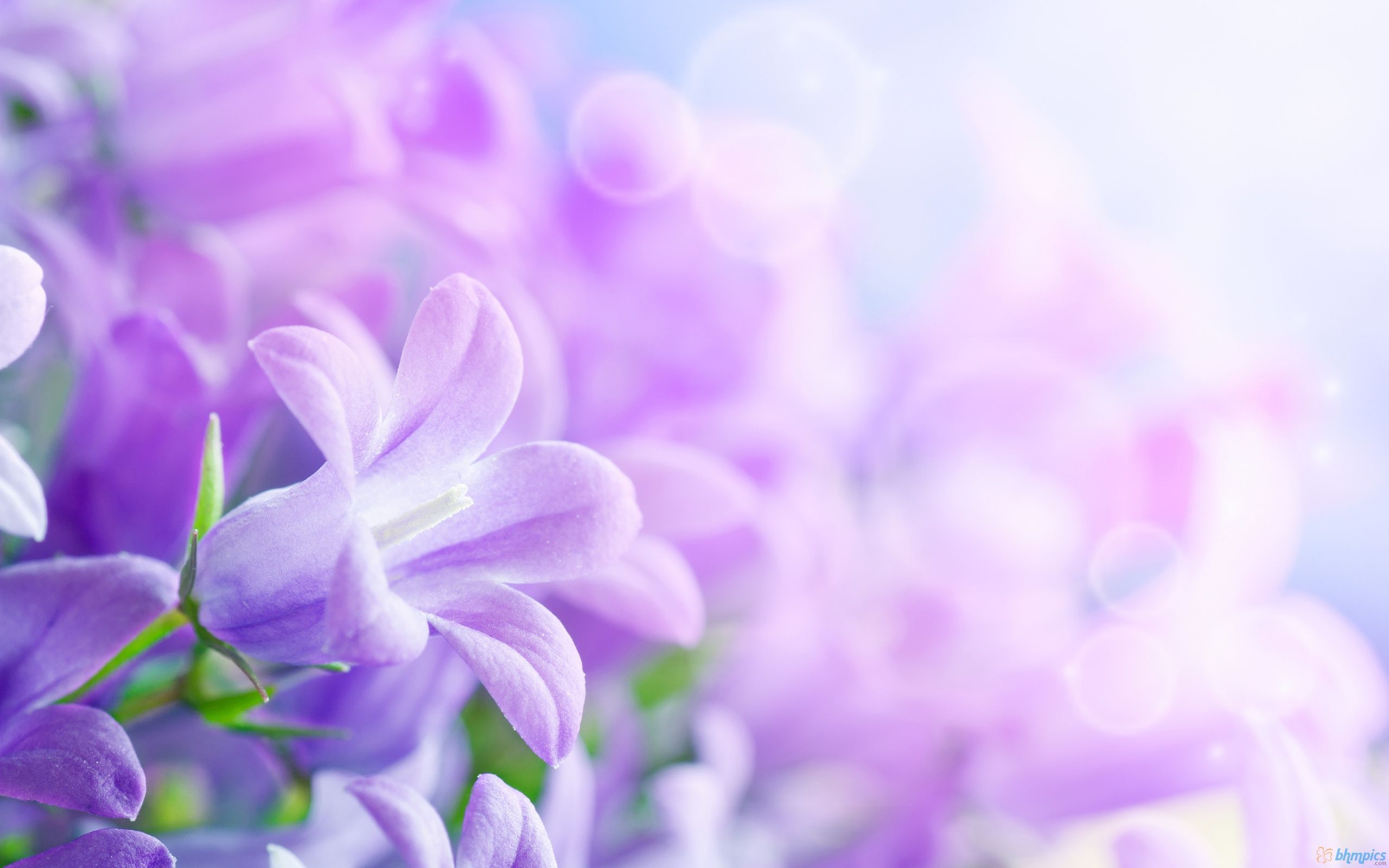 Fiori viola primaverili sfocati, 2560x1600 WQXGA, PC