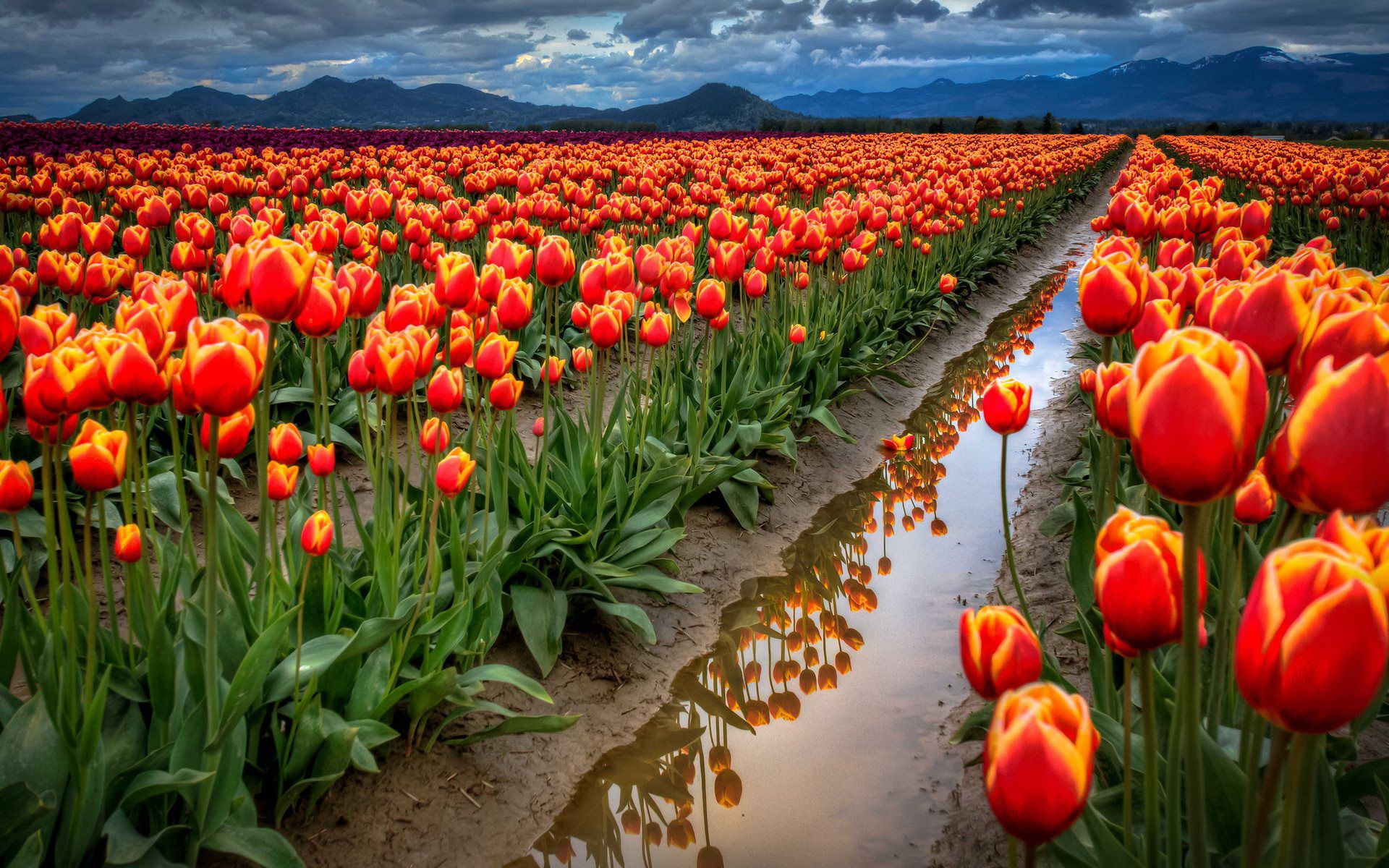 Campo di tulipani rossi, 1920x1200 Full HD+, Desktop
