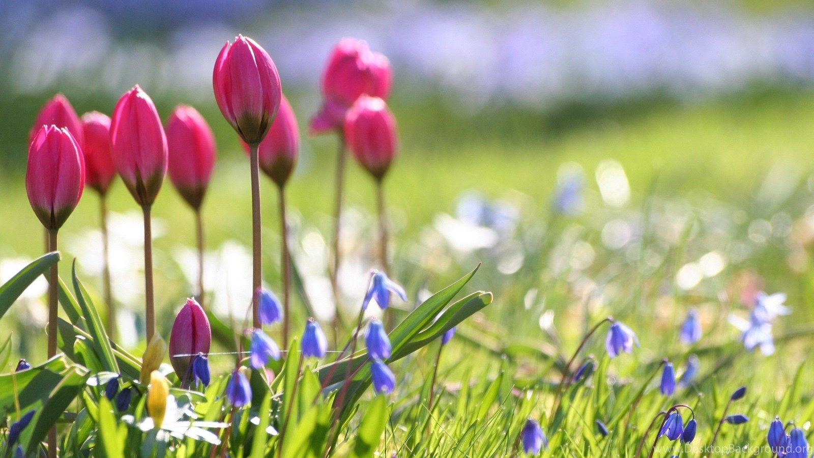 Tulipani rosa e fiori blu, 1600x900 900p, Laptop