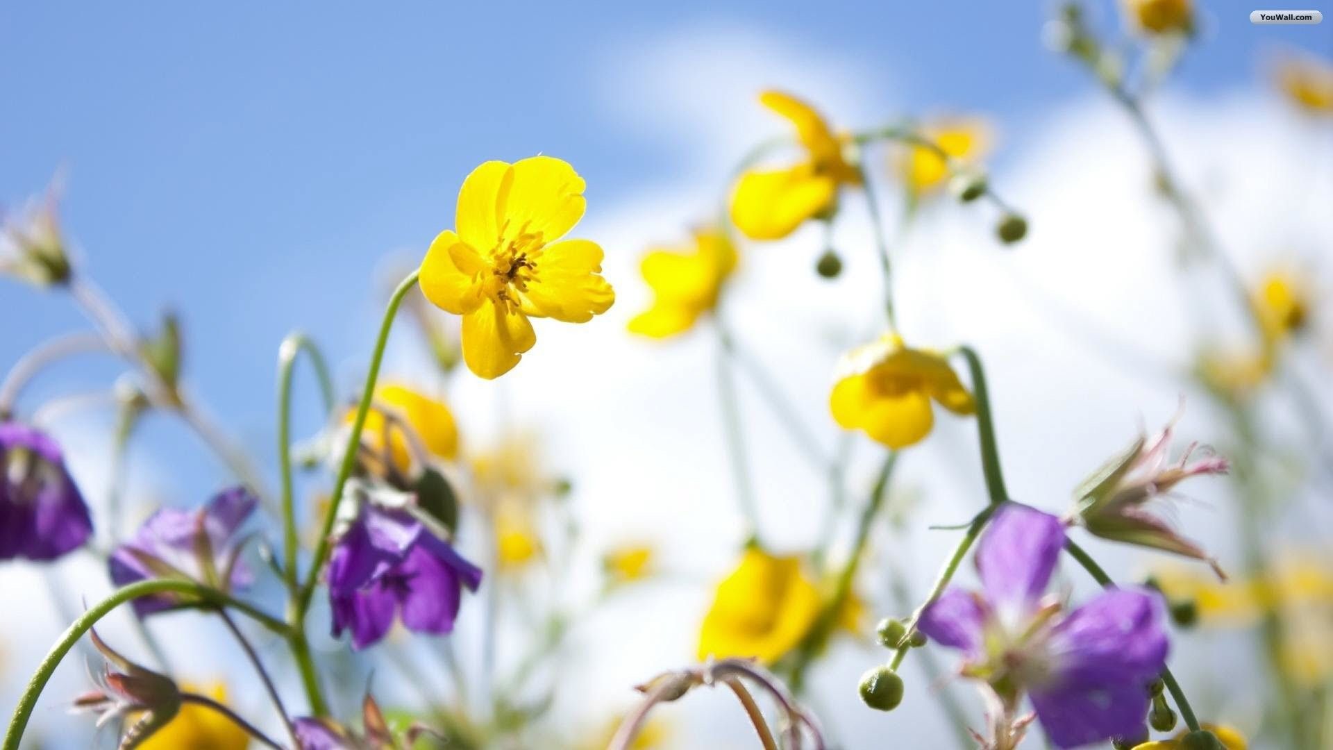 Fiori gialli e viola primaverili, 1920x1080 Full HD 1080p, PC Desktop