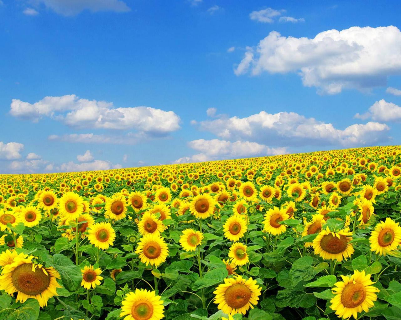 Campo di girasoli, 1280x1024 HD, Desktop