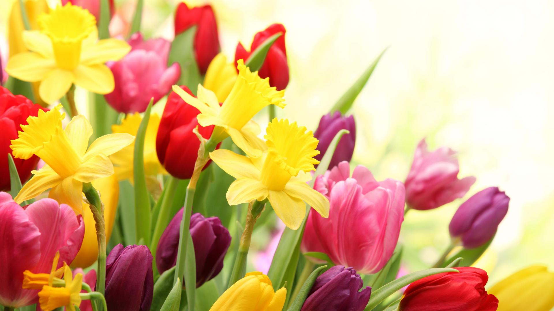 Tulipani e narcisi colorati, 1920x1080 Full HD 1080p, PC