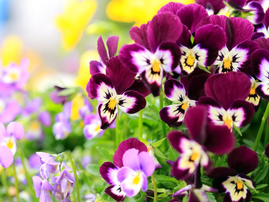 Viole del pensiero viola, 1024x768 HD, PC