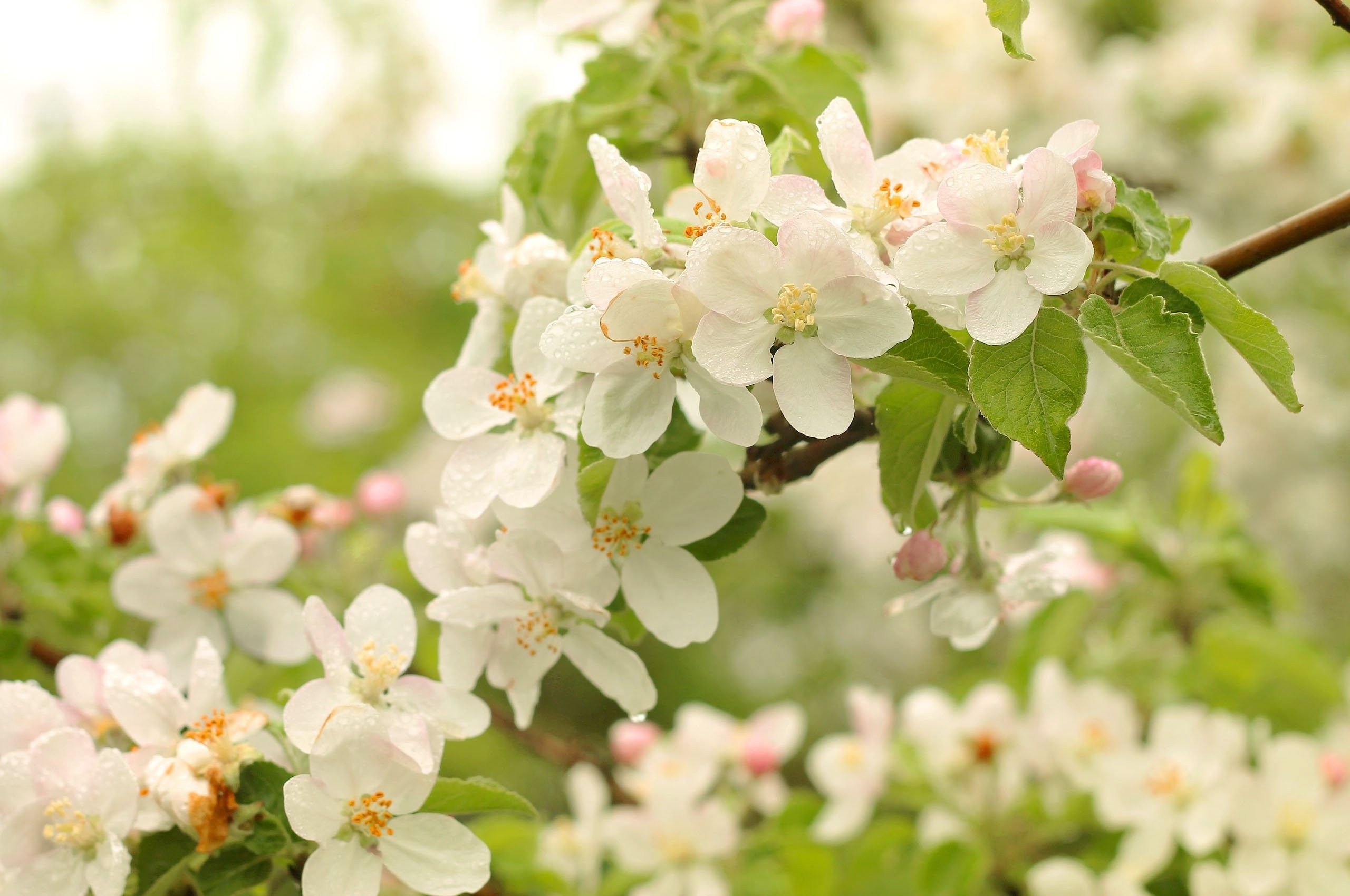 Fiori bianchi di melo primavera, 2560x1700 2K+, Desktop