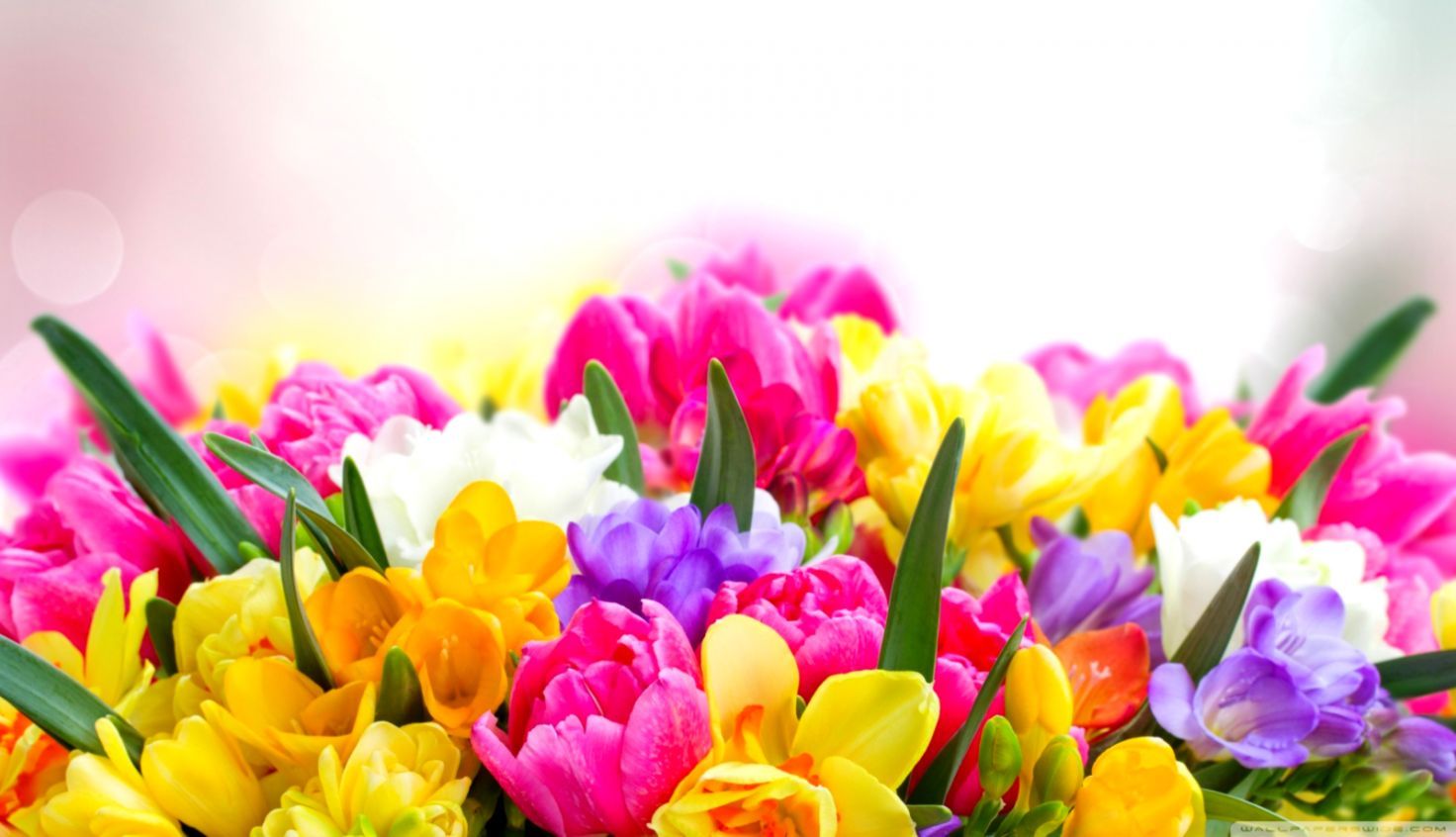 Fiori primaverili colorati misti, 1472x846 HD, PC Desktop