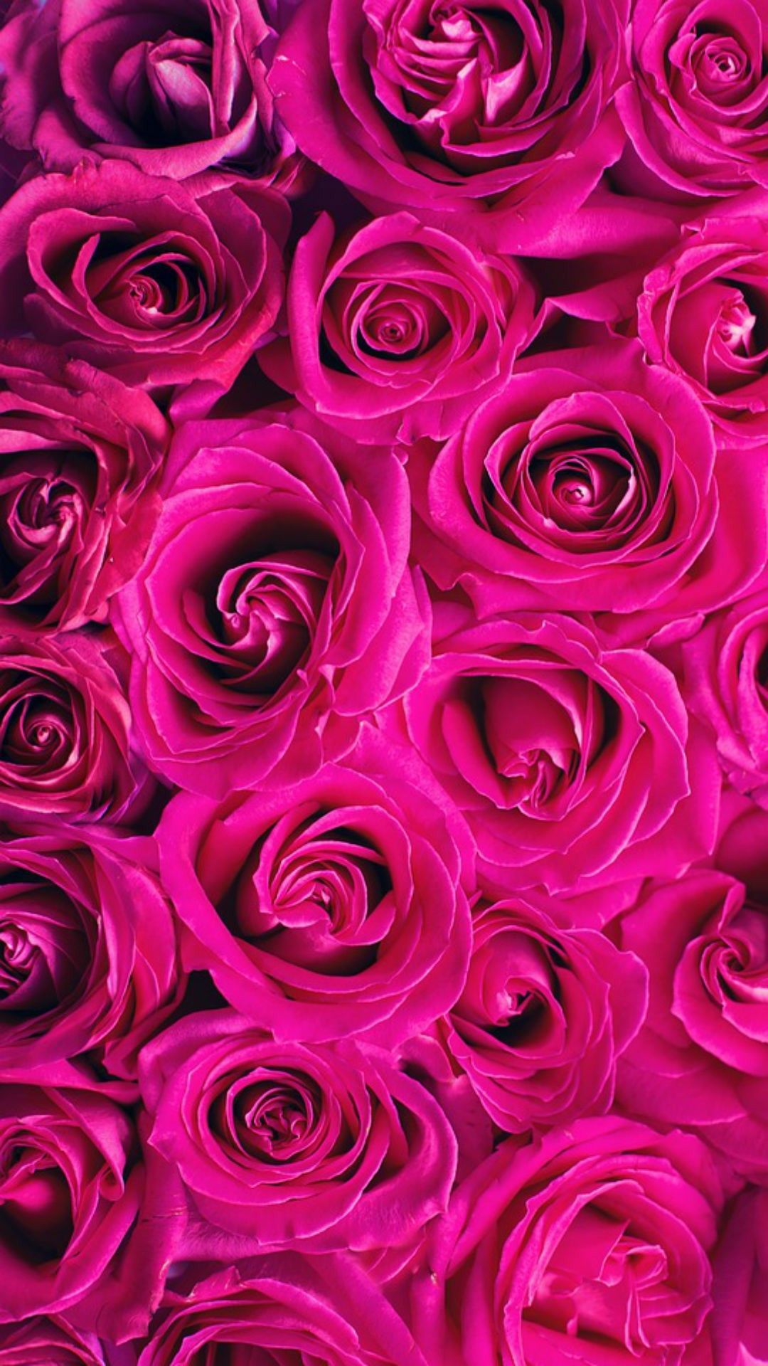 Rose rosa acceso fucsia, 1080x1920 Verticale, Mobile