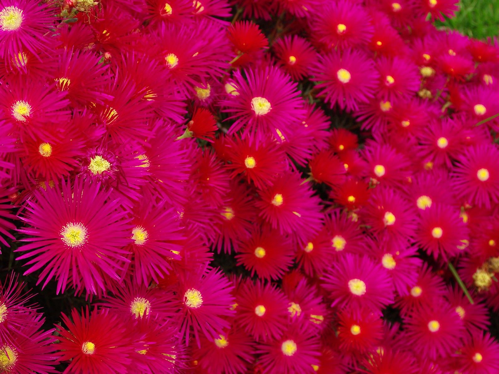Fiori rosa acceso a stella, 1600x1200 HD, Desktop