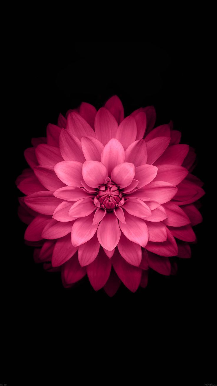 Fiore rosa acceso su nero, 736x1308 Full HD Verticale, iPhone