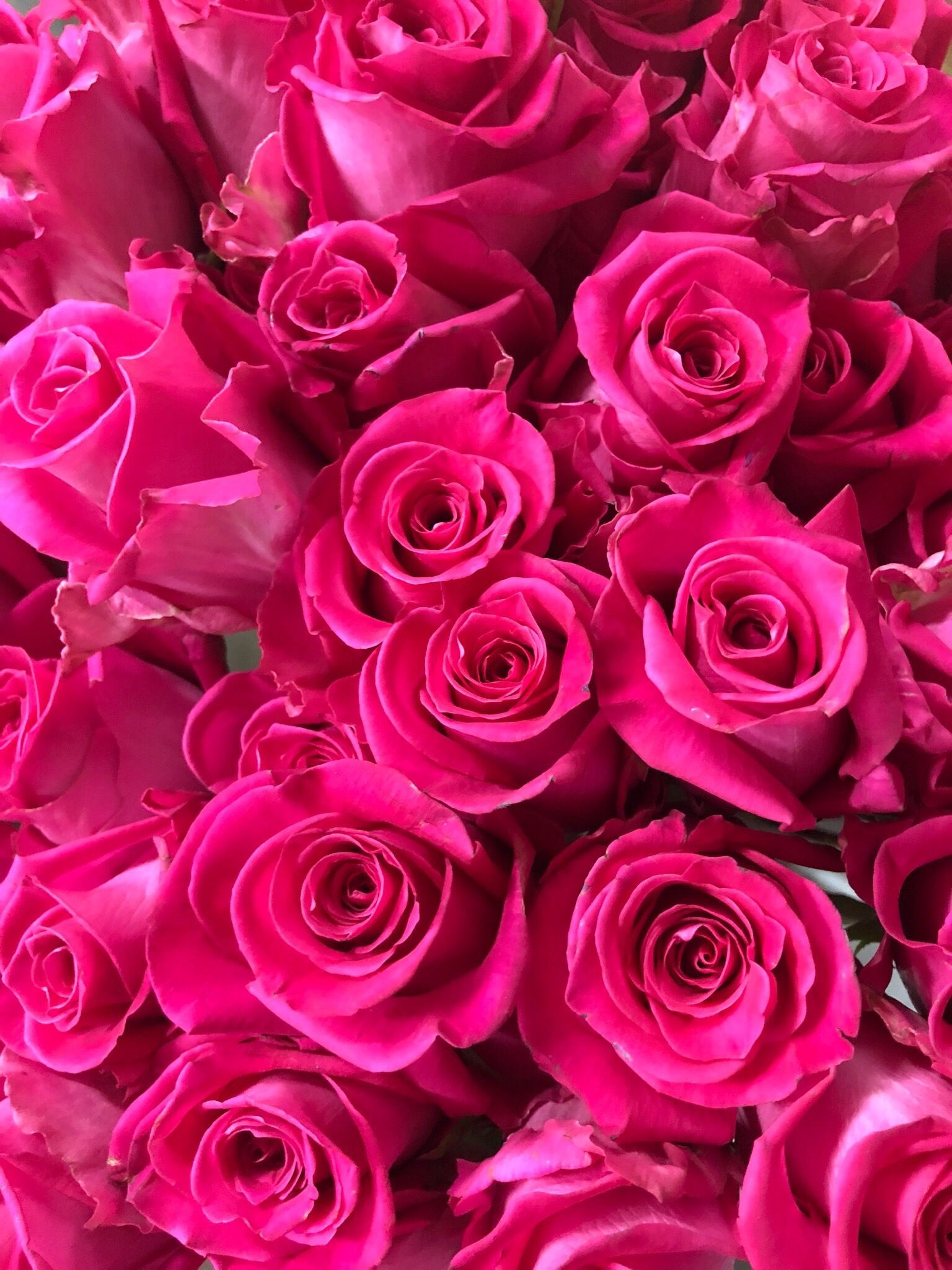 Rose rosa acceso fitte, 1536x2048 Verticale, Telefono