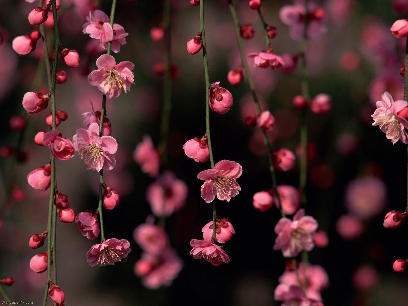 Fiori di pesco rosa, 1400x1050 720p, Lenovo Legion