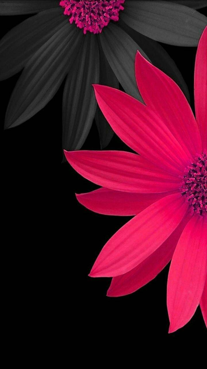 Margherita rosa acceso su nero, 720x1280 Verticale, Mobile