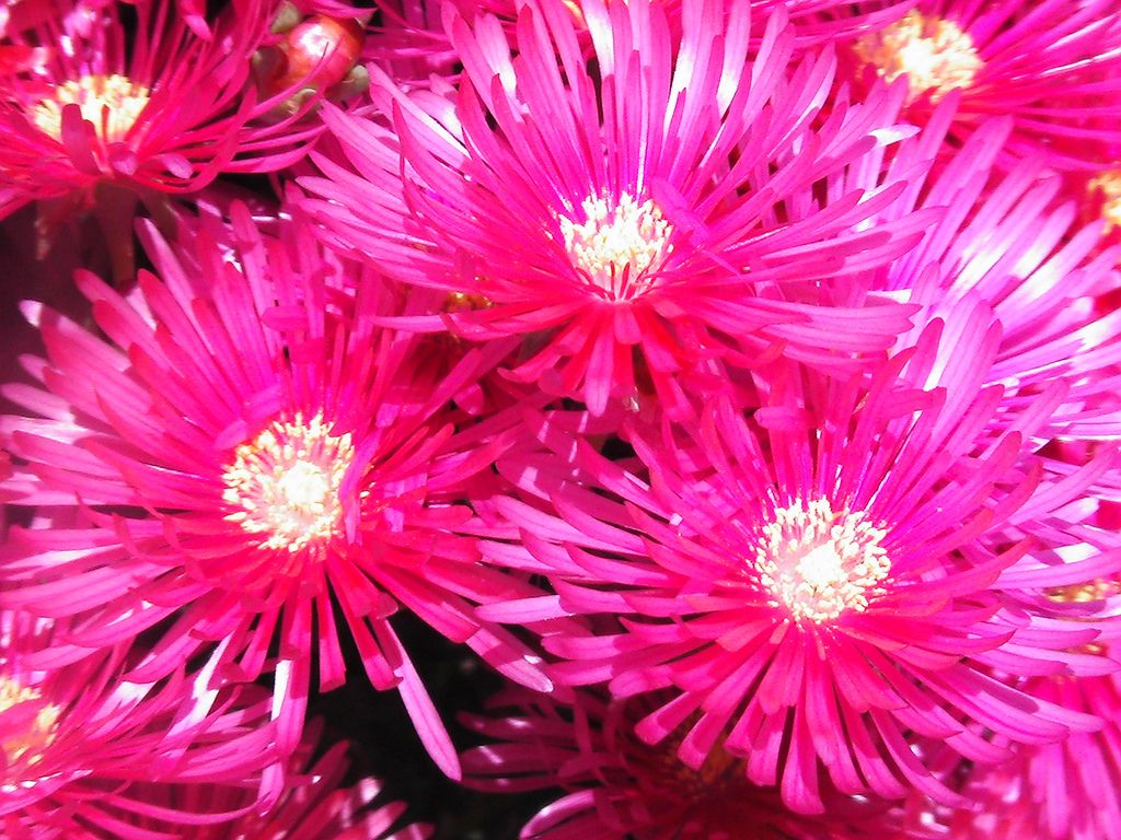 Fiori rosa acceso a stella, 1024x768 HD, Desktop