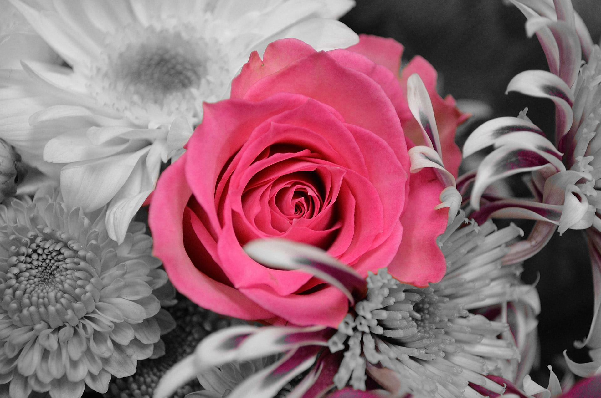 Rosa rosa fiori bianco nero, 1920x1272 WUXGA, Laptop
