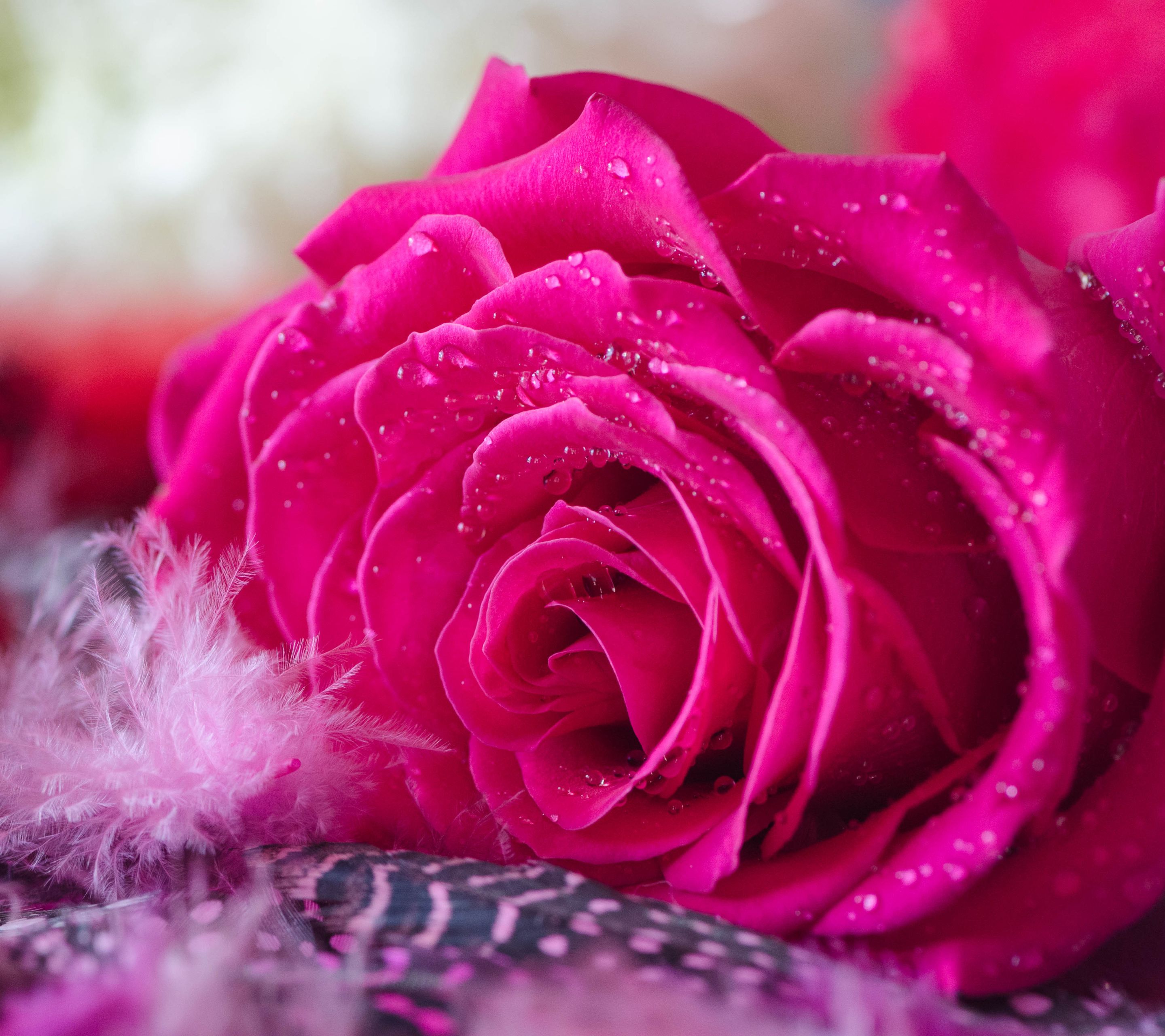 Rosa rosa acceso con gocce, 2880x2560 2K+, PC