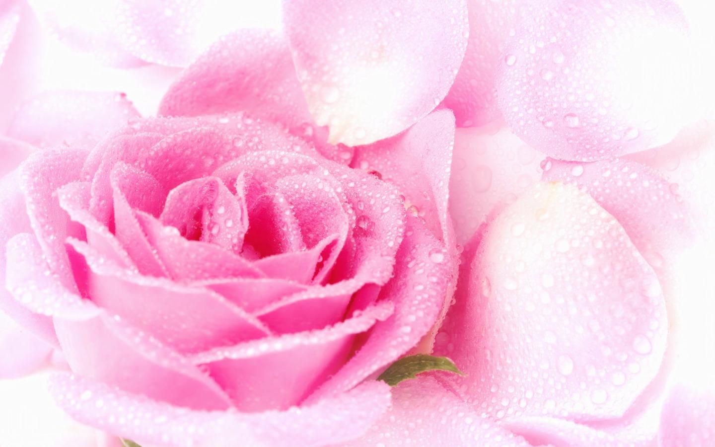 Rosa rosa con gocce d'acqua, 1440x900 HD, MacBook Air