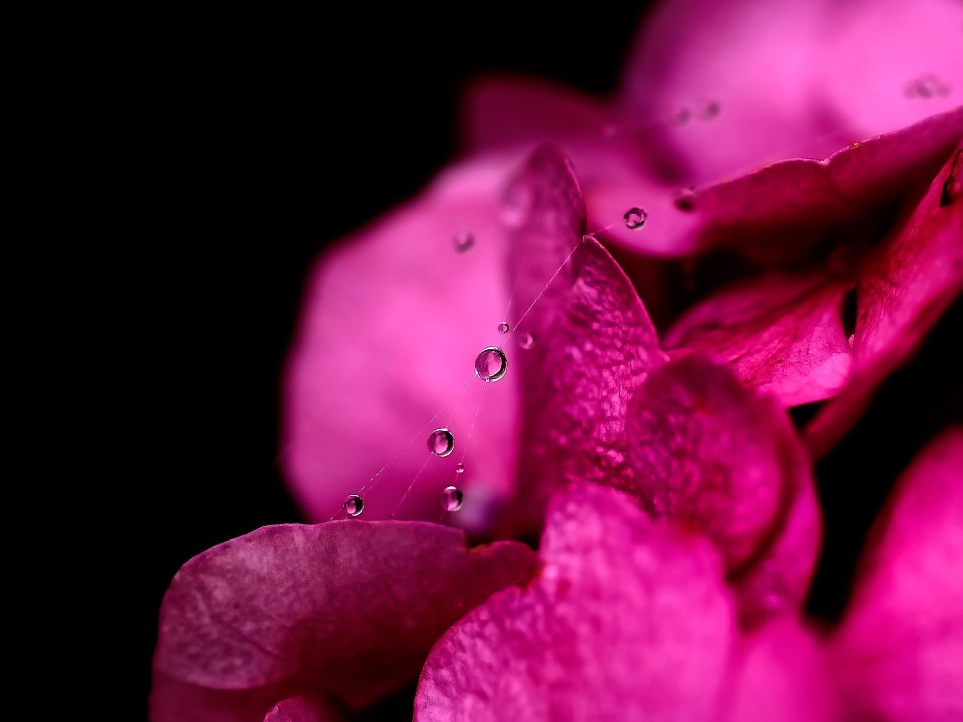 Petali rosa acceso con gocce, 1920x1440 Full HD+, Laptop