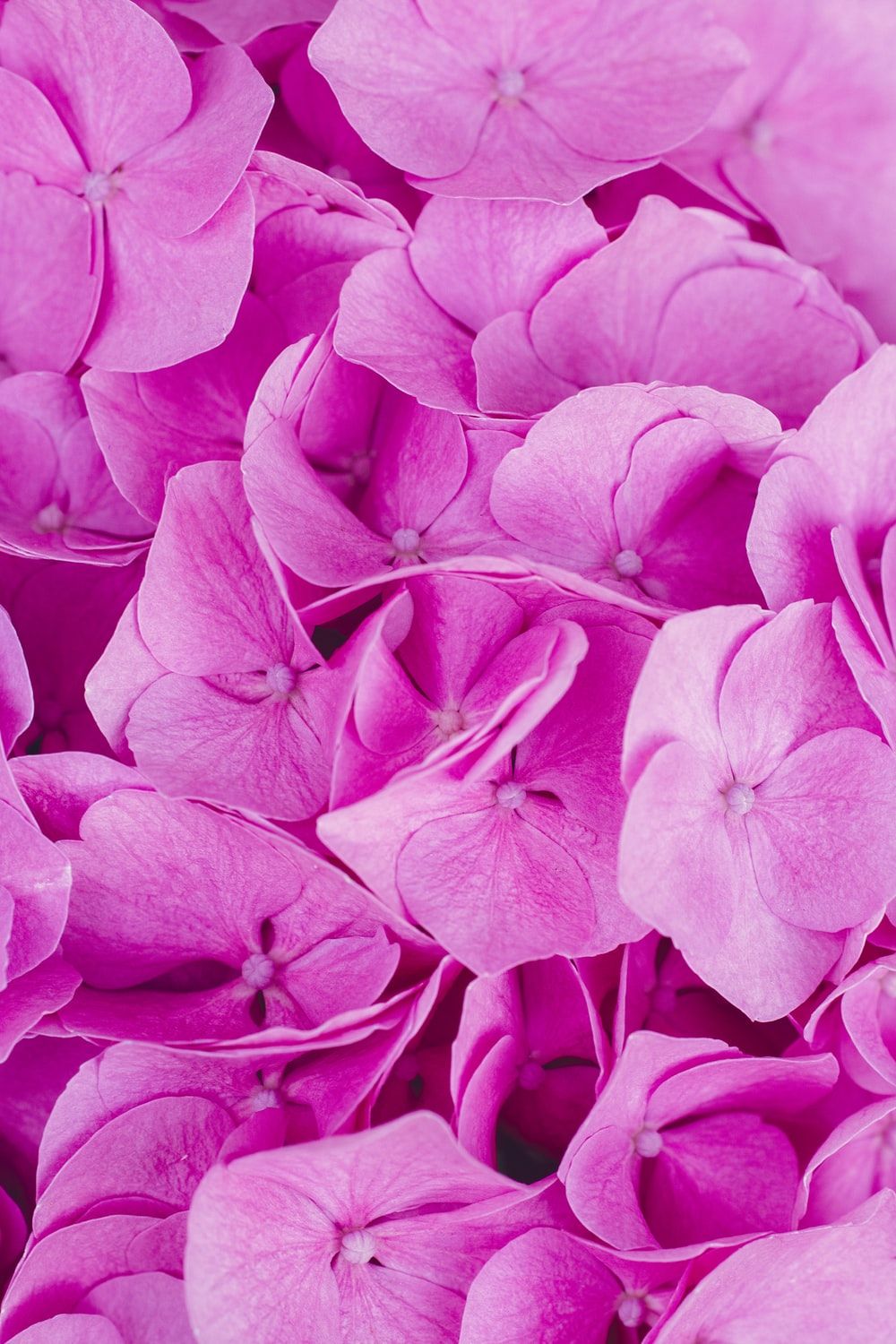 Fiori di ortensia rosa, 1000x1500 Verticale, Android
