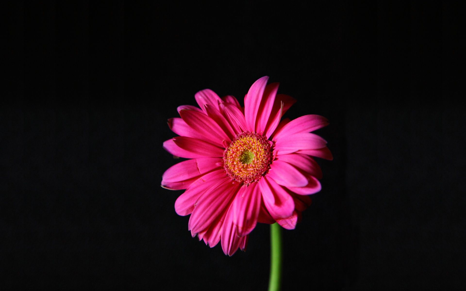 Fiore gerbera rosa acceso, 1920x1200 Full HD+, PC