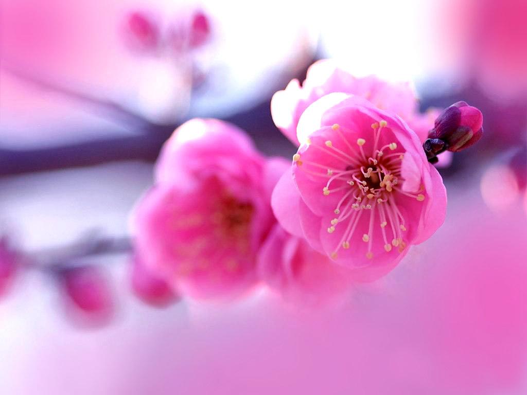Fiori di pesco rosa acceso, 1024x768 HD, Desktop
