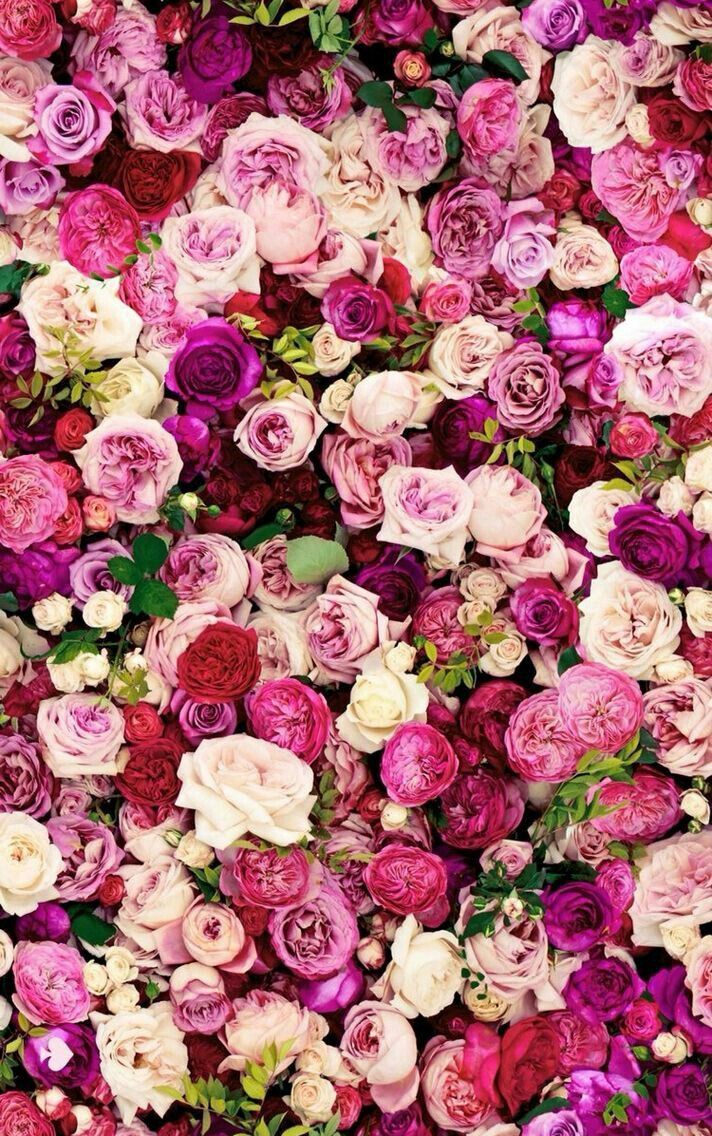Rose rosa e fucsia, 712x1136 Verticale, POCO