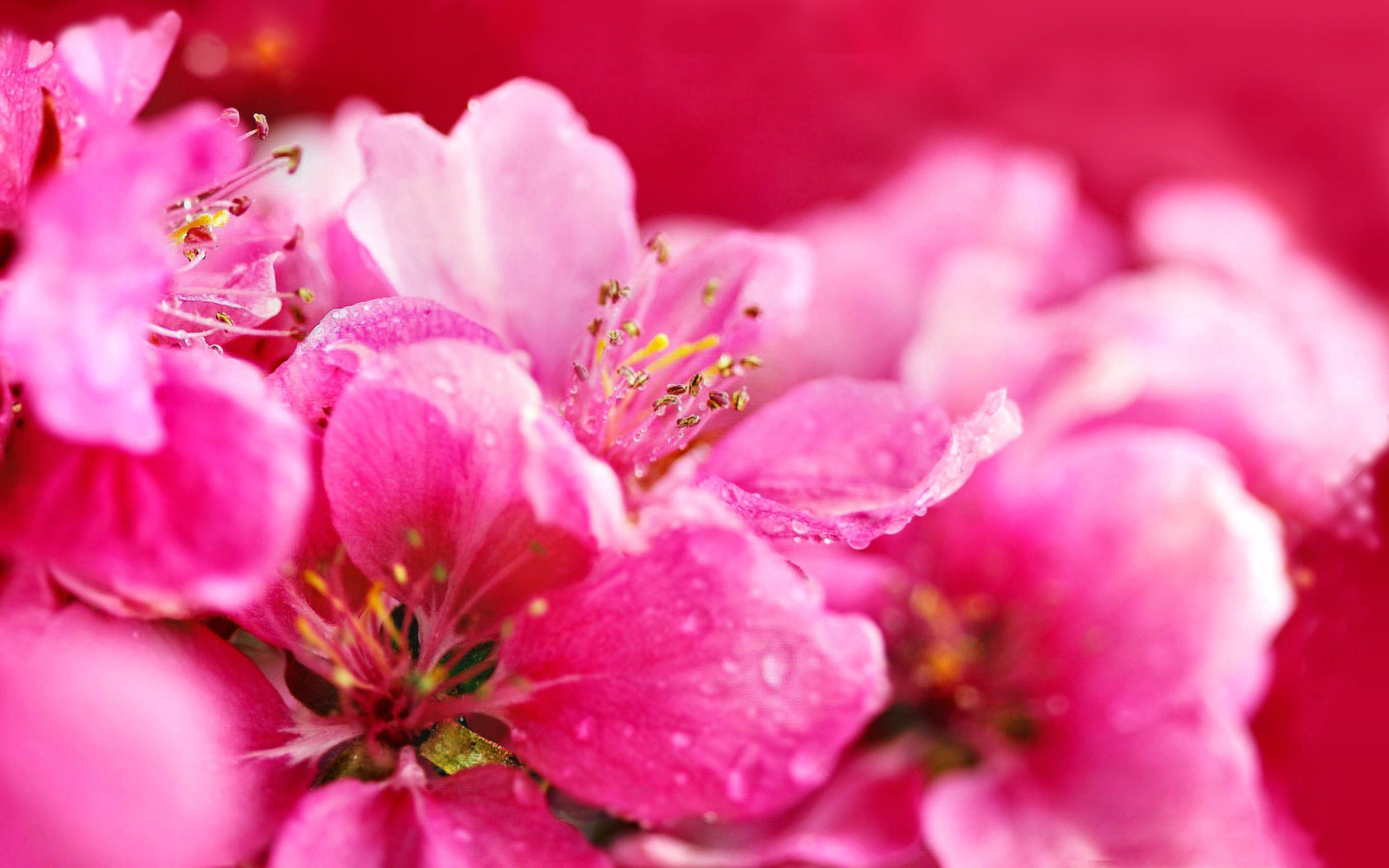 Fiori di ciliegio rosa acceso, 3072x1920 2K+, Monitor Gaming