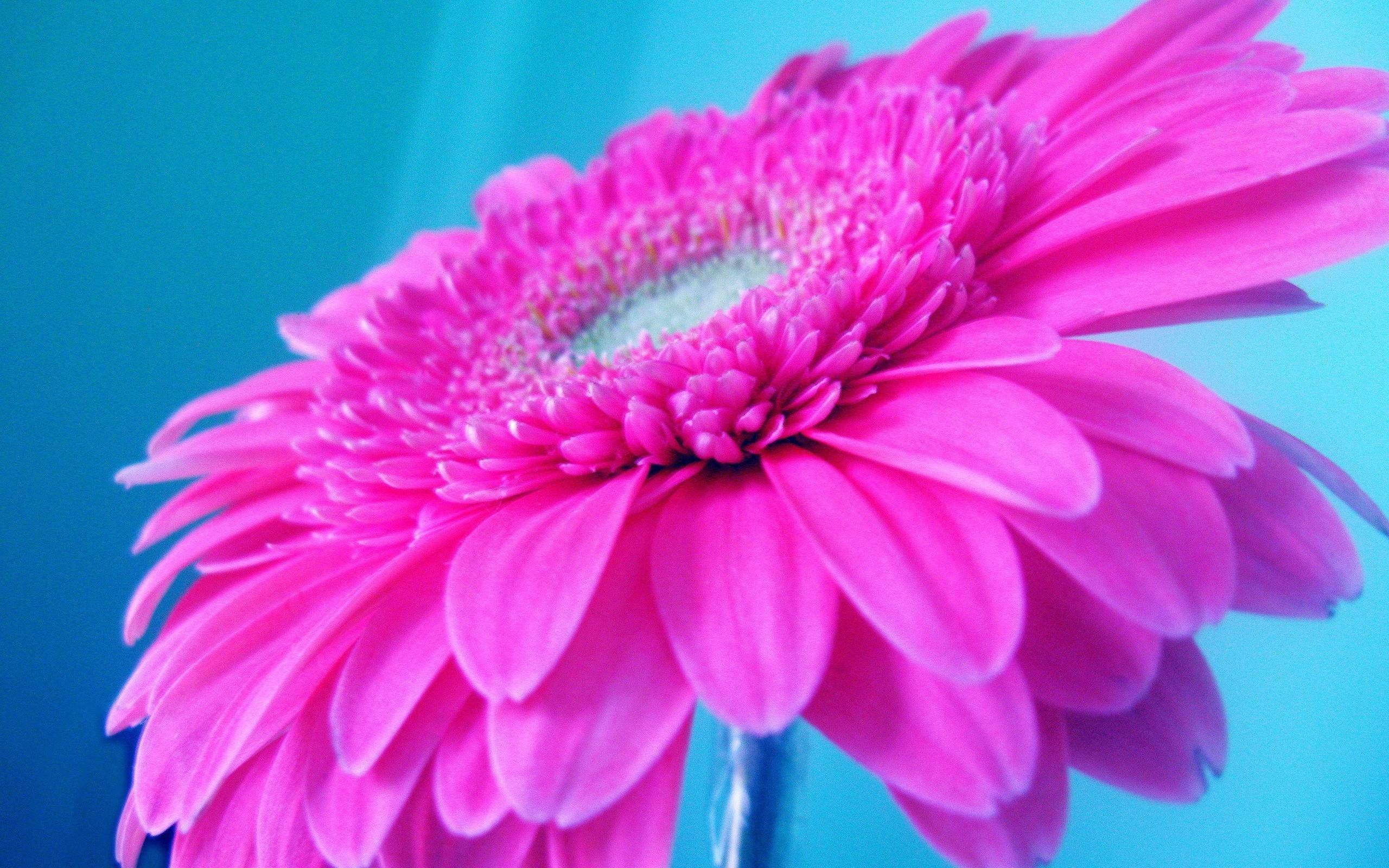 Fiore gerbera rosa acceso, 2560x1600 WQXGA, Desktop