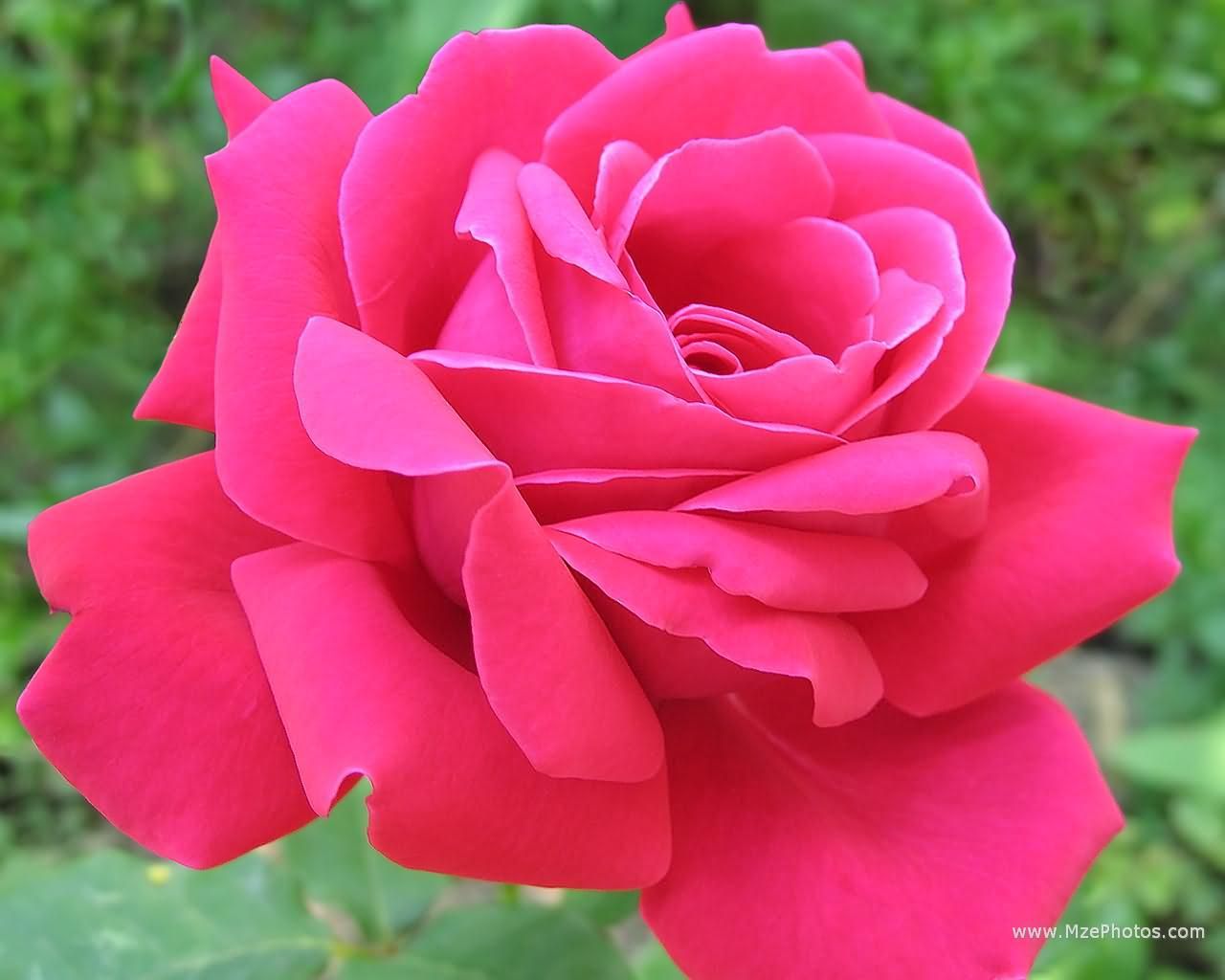 Rosa rosa acceso in fiore, 1280x1024 720p, MacBook Air